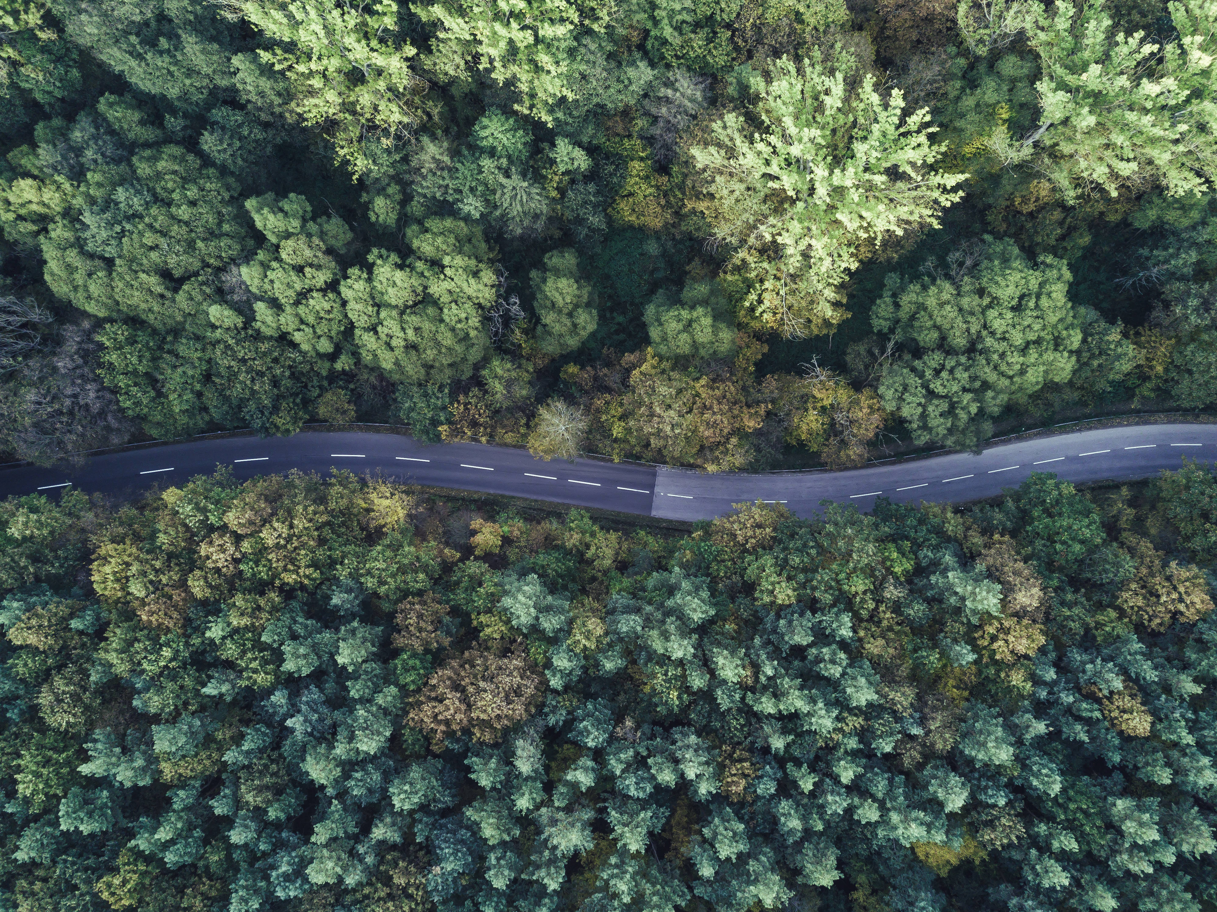 winding road, forest, asphalt road, 4K Desktop Wallpaper