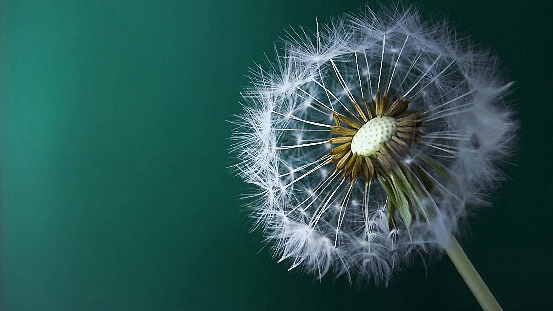 dandelion, Mac OS, feathery white parachutes, Full HD Desktop Wallpaper