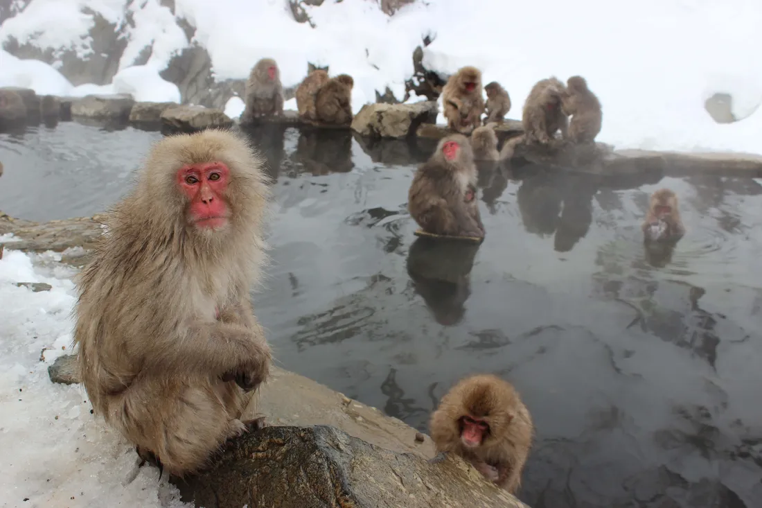 Macaque