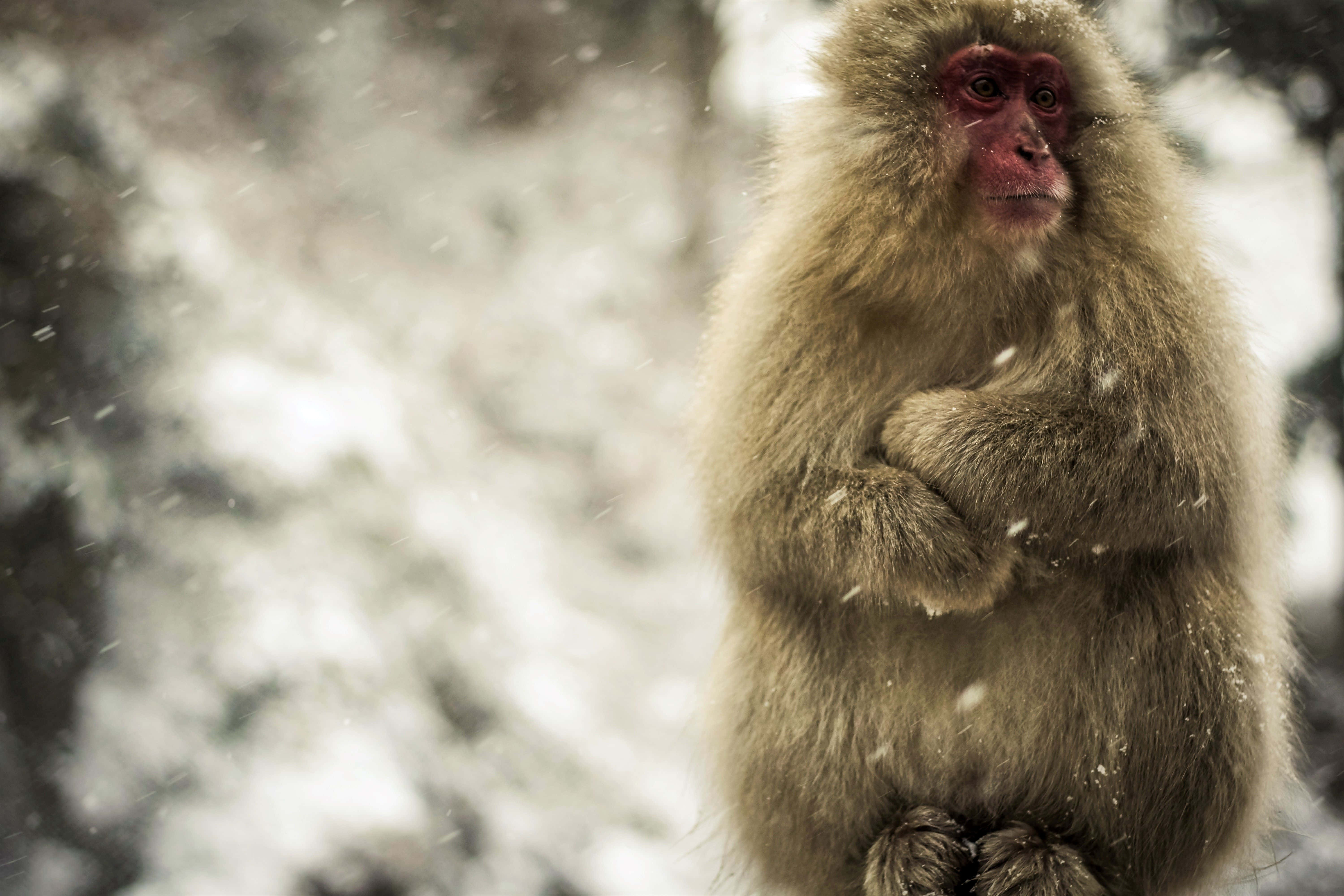 Snowy Macaque, red face, thick fur, 5K Desktop Wallpaper