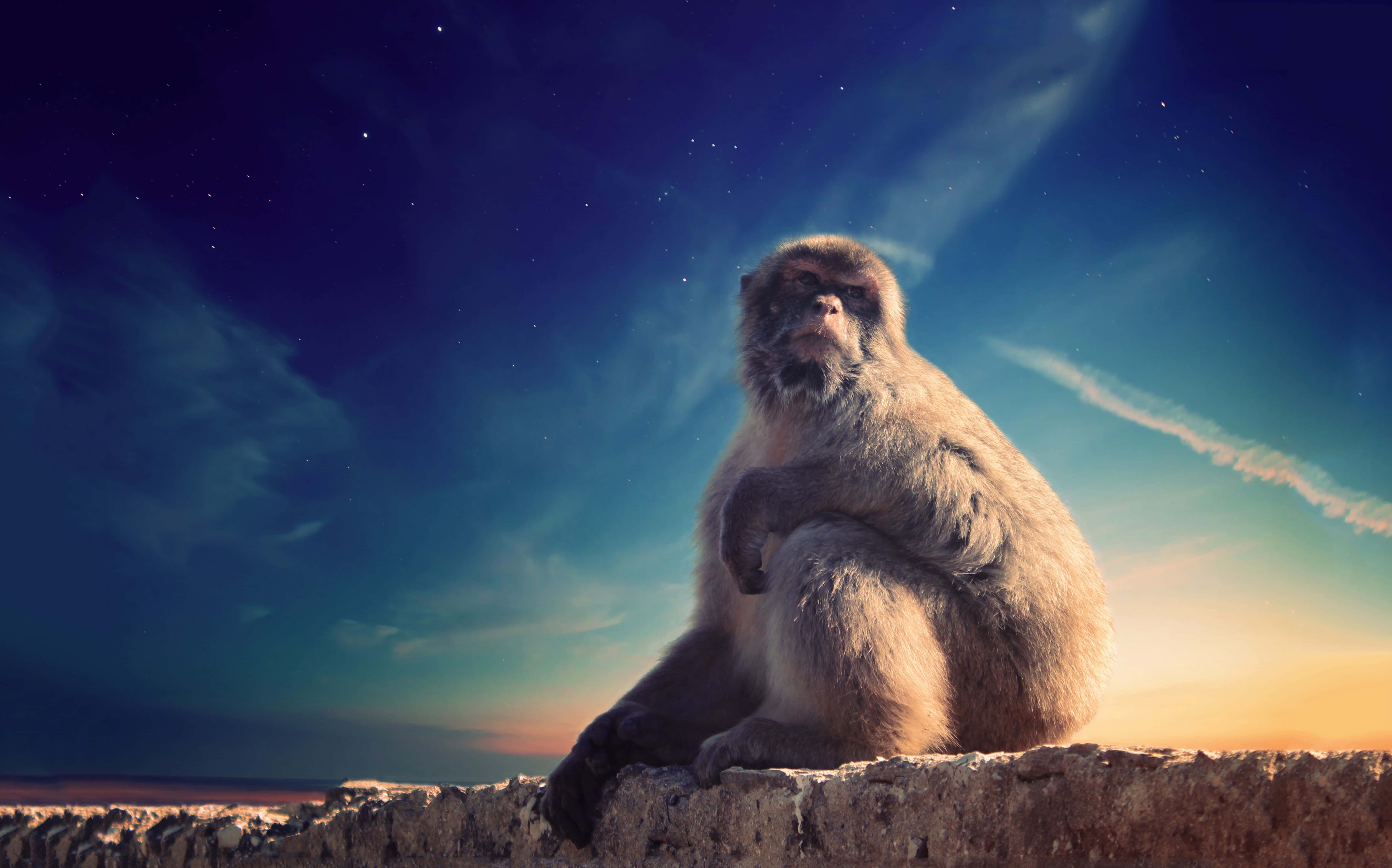 Macaque, stone wall, starry twilight sky, 5K Desktop Wallpaper