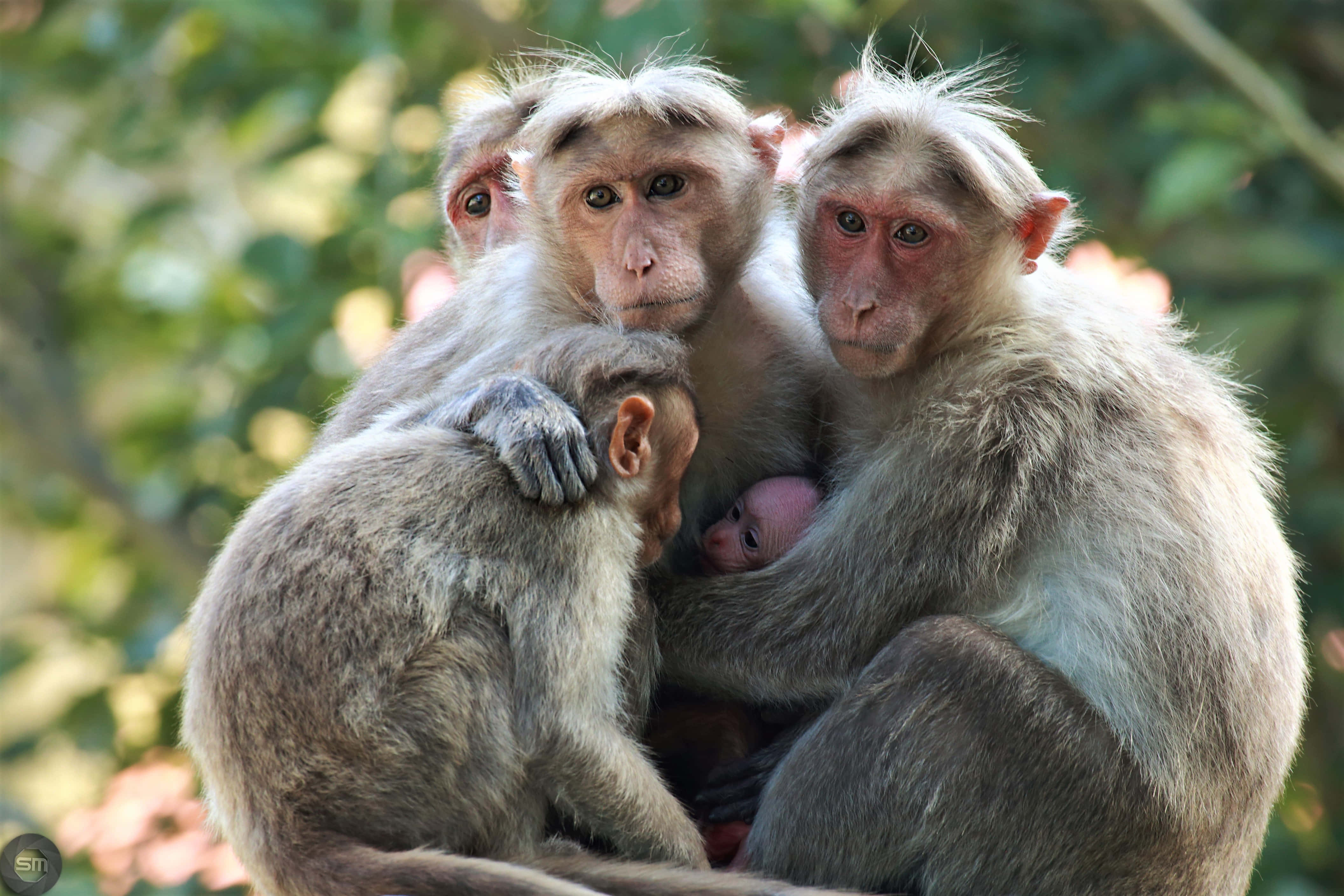 Macaque, family embrace, sunlit tree, 4K Desktop Wallpaper