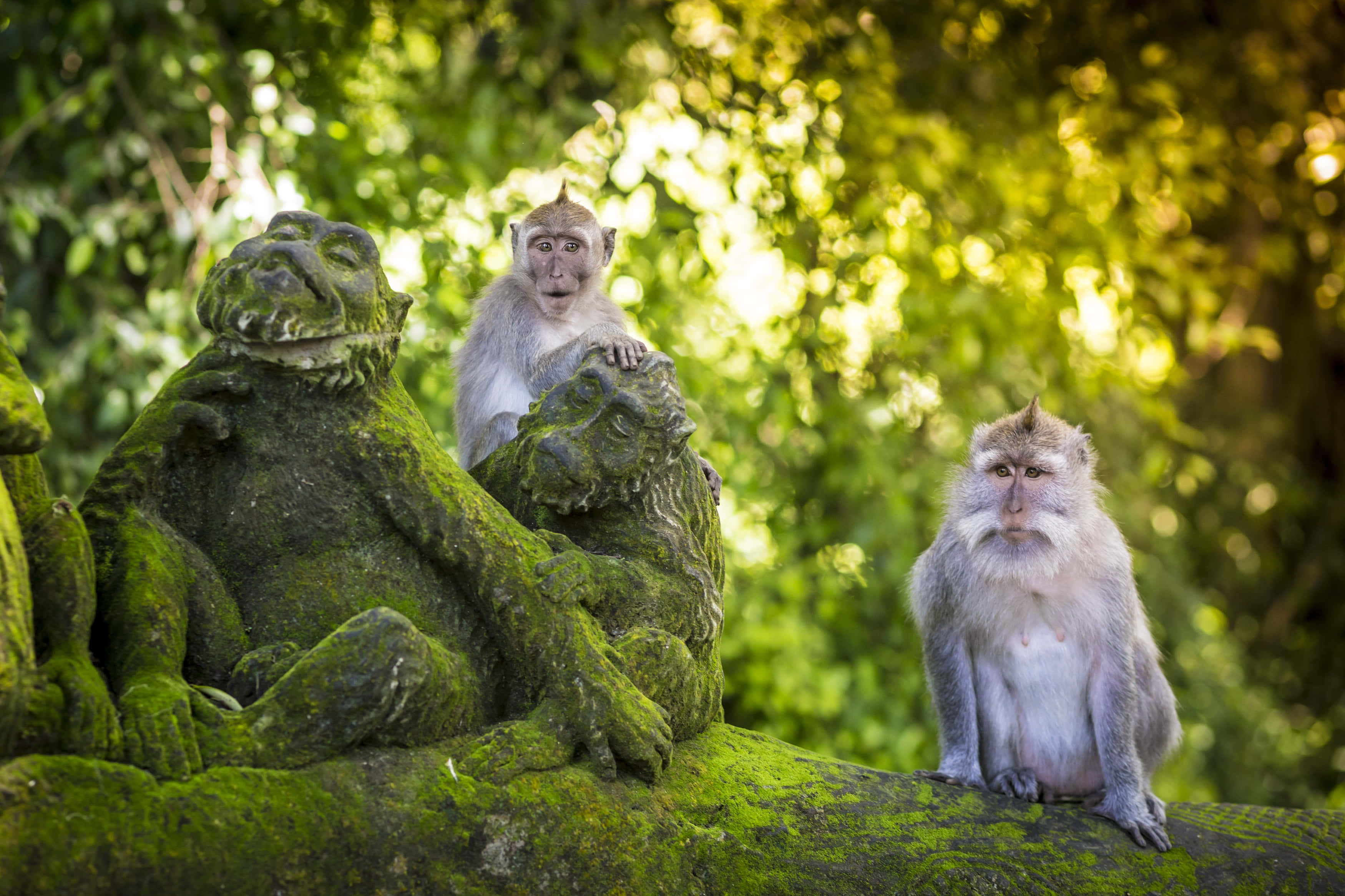 macaques, stone sculptures, mossy stone statues, 2K Desktop Wallpaper