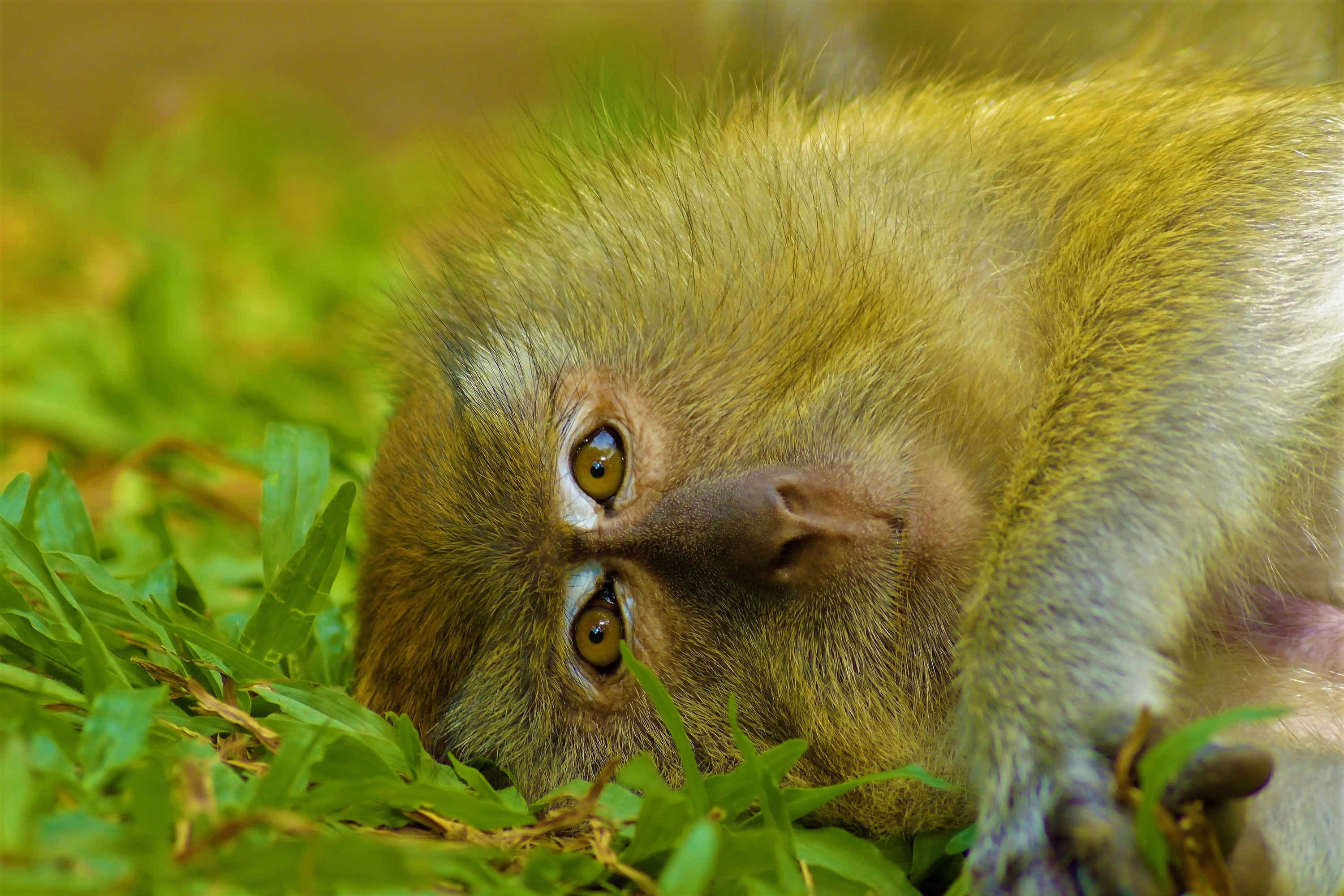 Macaque, golden fur, curious eyes, 2K Desktop Wallpaper