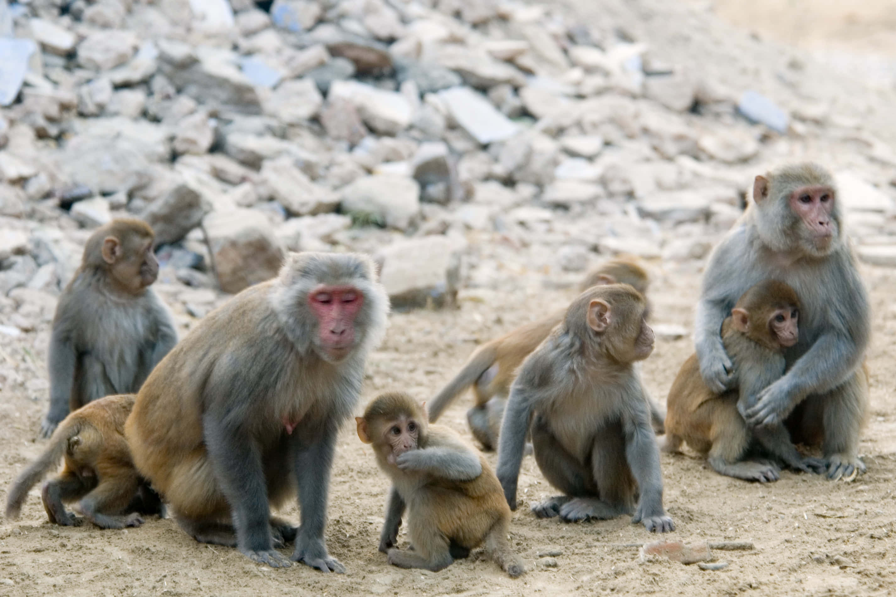 Macaque, family, rocky ground, 2K Desktop Wallpaper