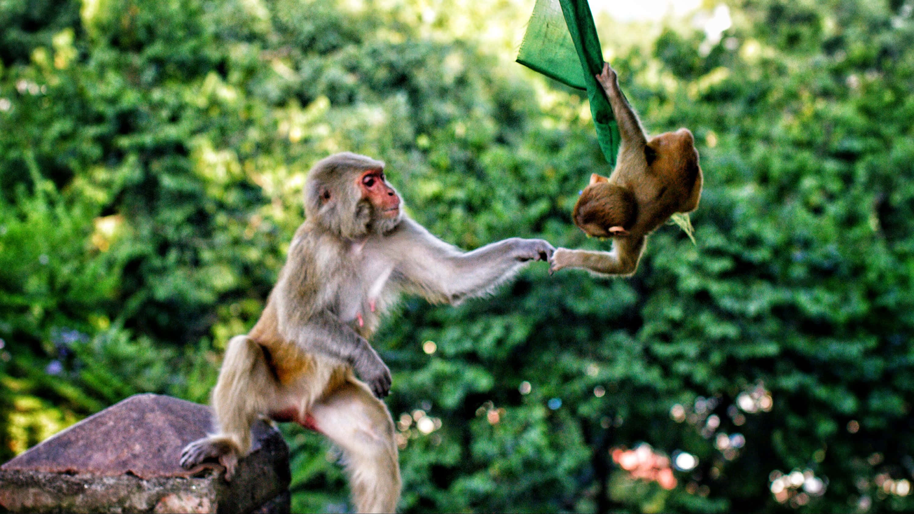 Macaque, baby monkey, green flag, 2K Desktop Wallpaper