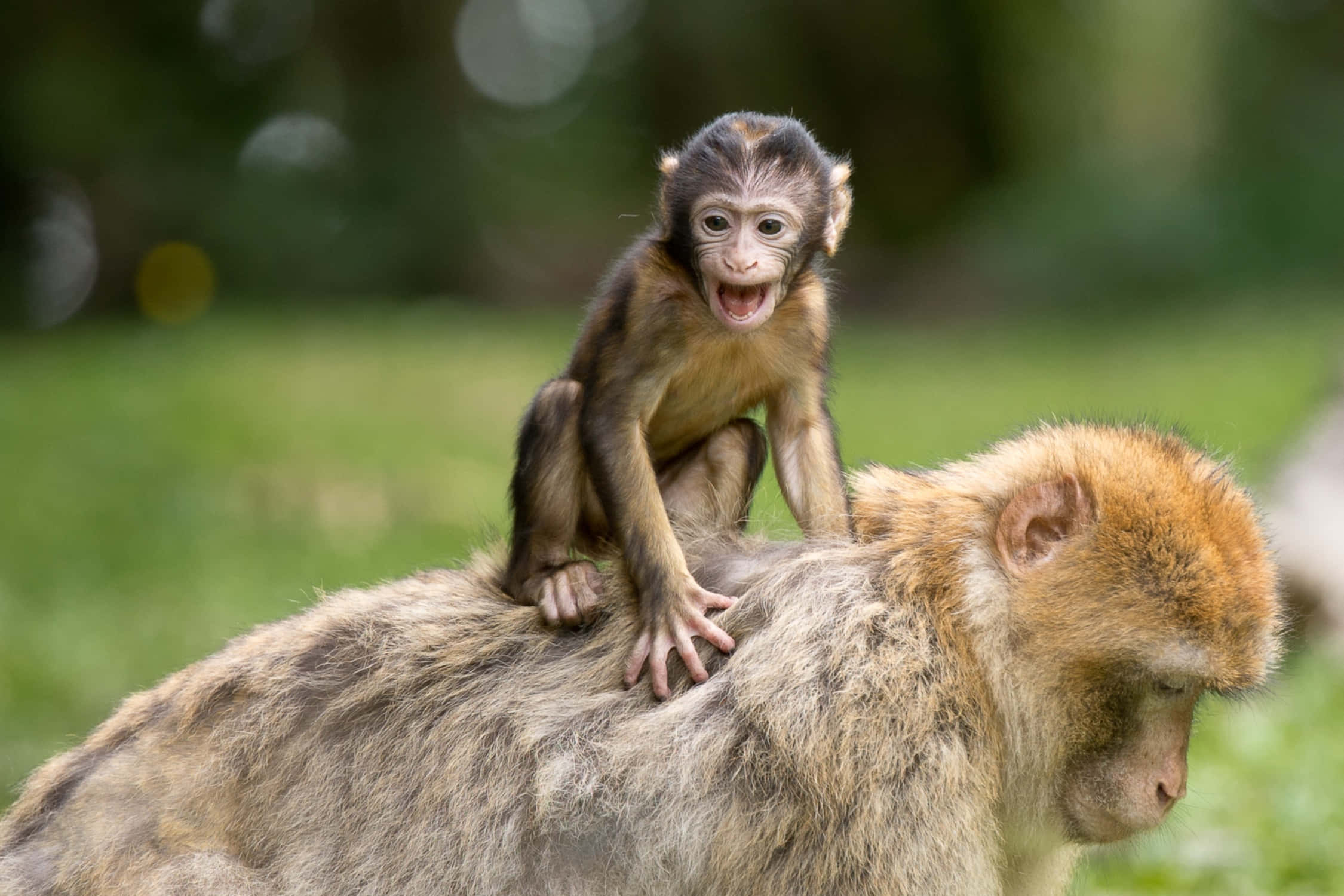 Macaque, mother and baby, lush green outdoor setting, Full HD Desktop Wallpaper