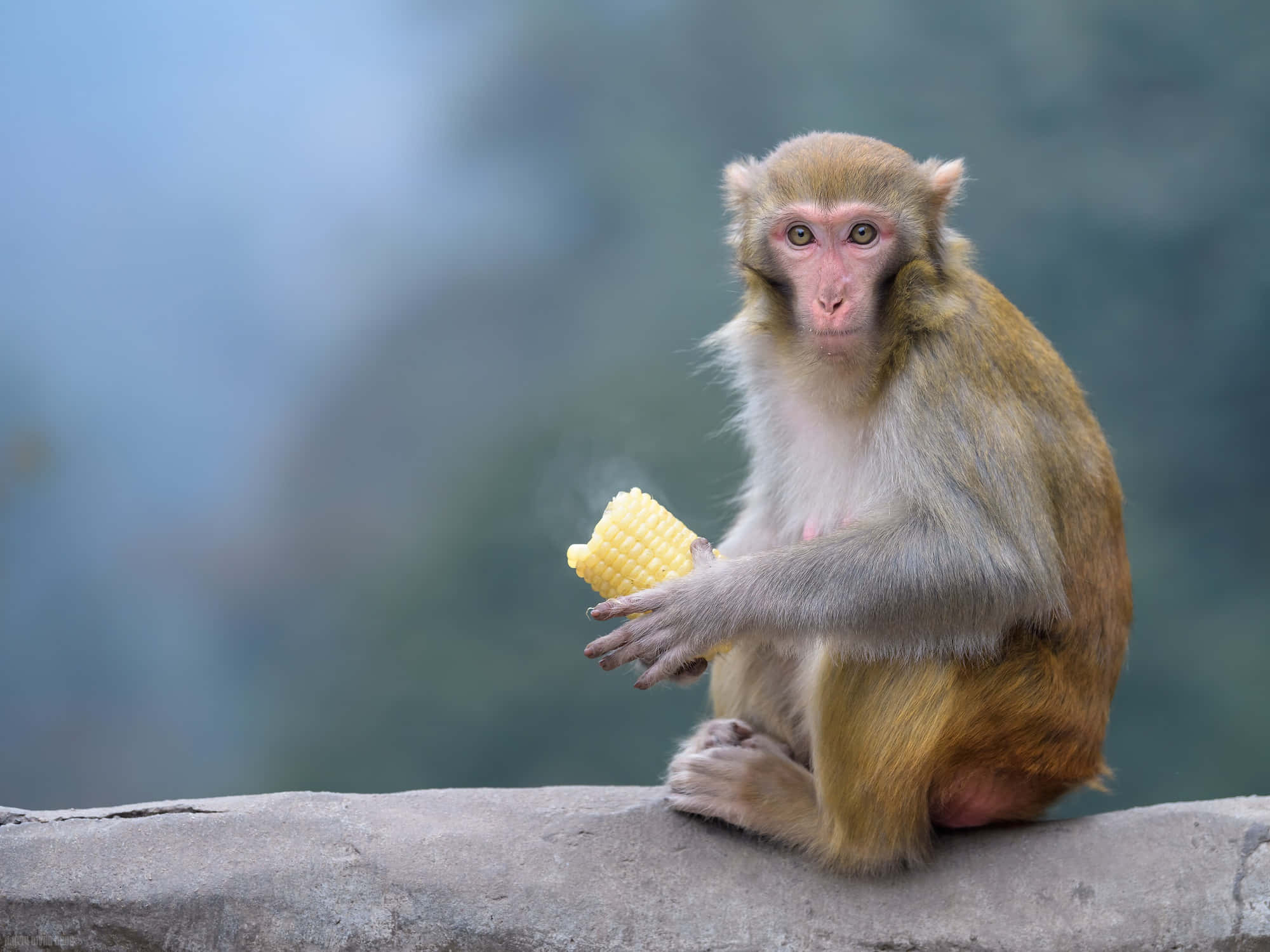 Macaque, corn cob, rock, Full HD Desktop Wallpaper