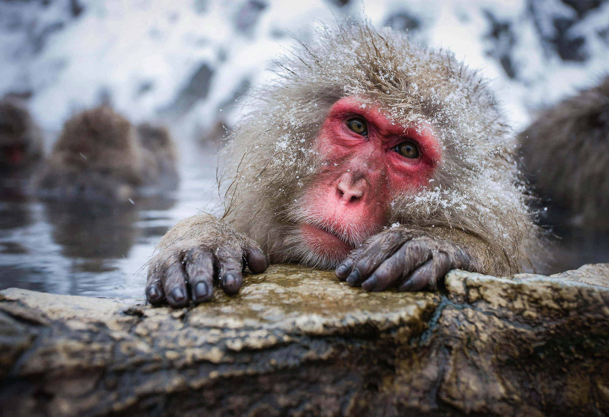 Snowy Macaque, hot spring, frosty fur, Full HD Desktop Wallpaper
