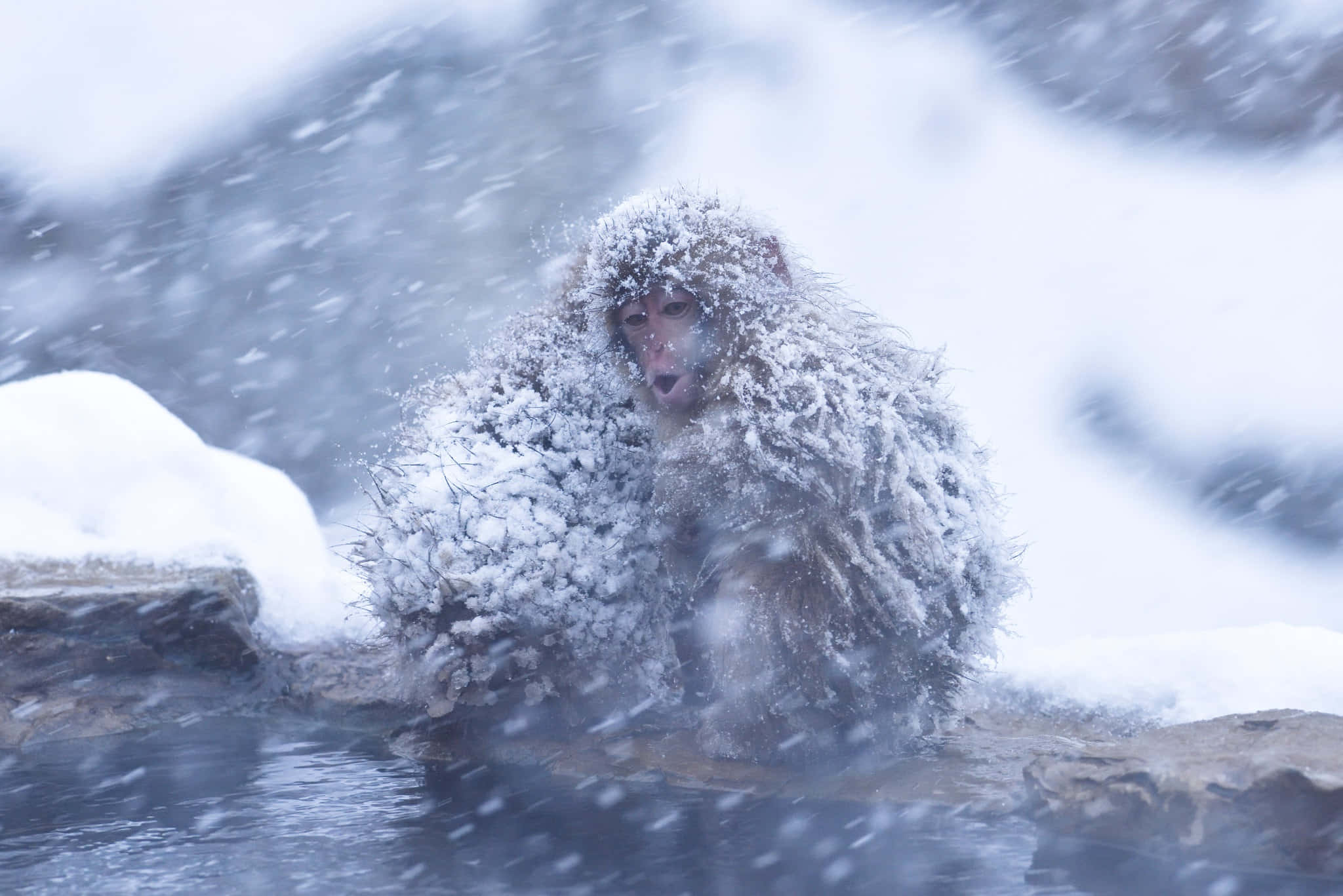 Snowy Macaque, hot spring, snow-covered, Full HD Desktop Wallpaper