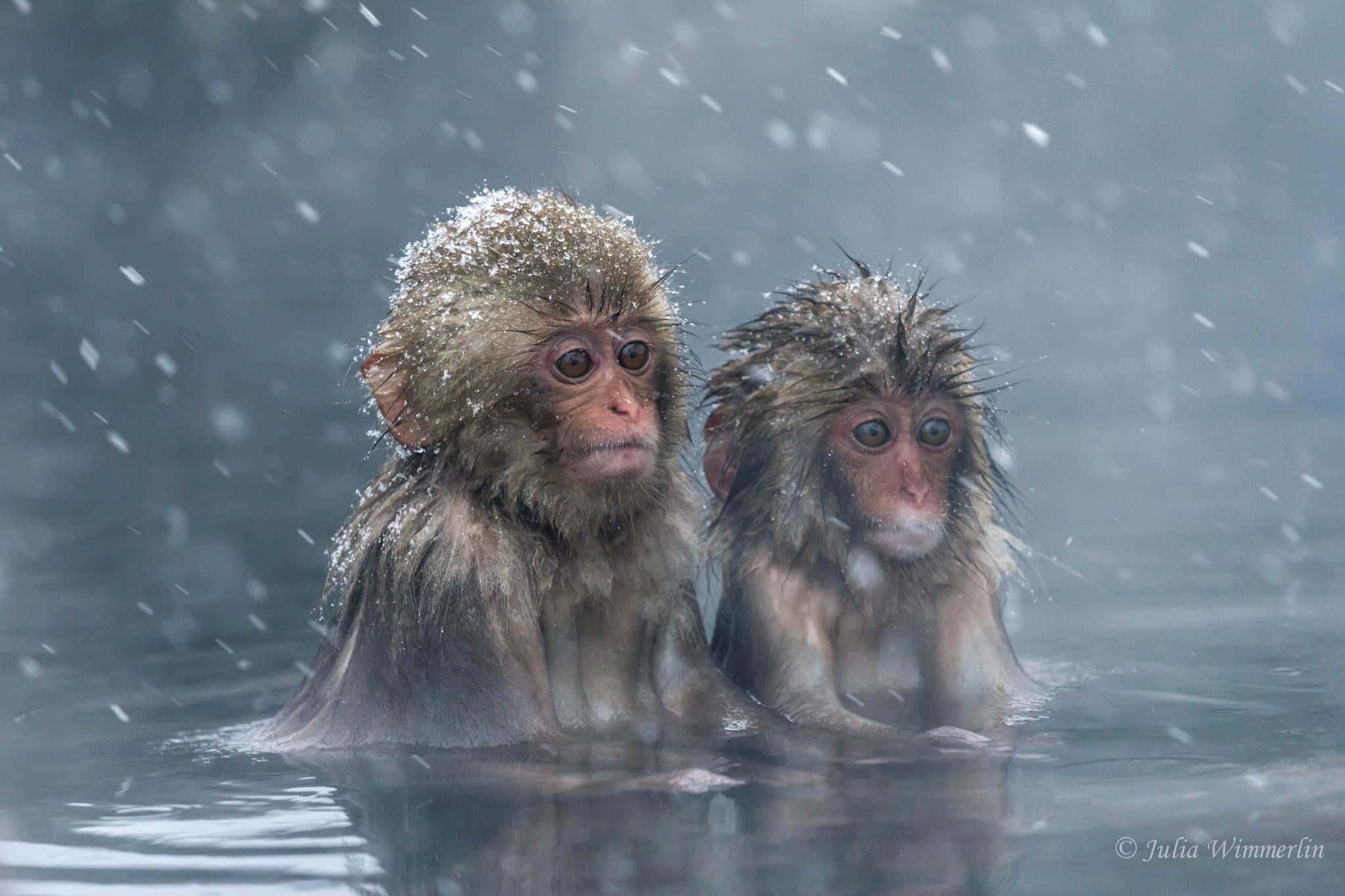 snowy, hot spring, baby monkeys, Full HD Desktop Wallpaper