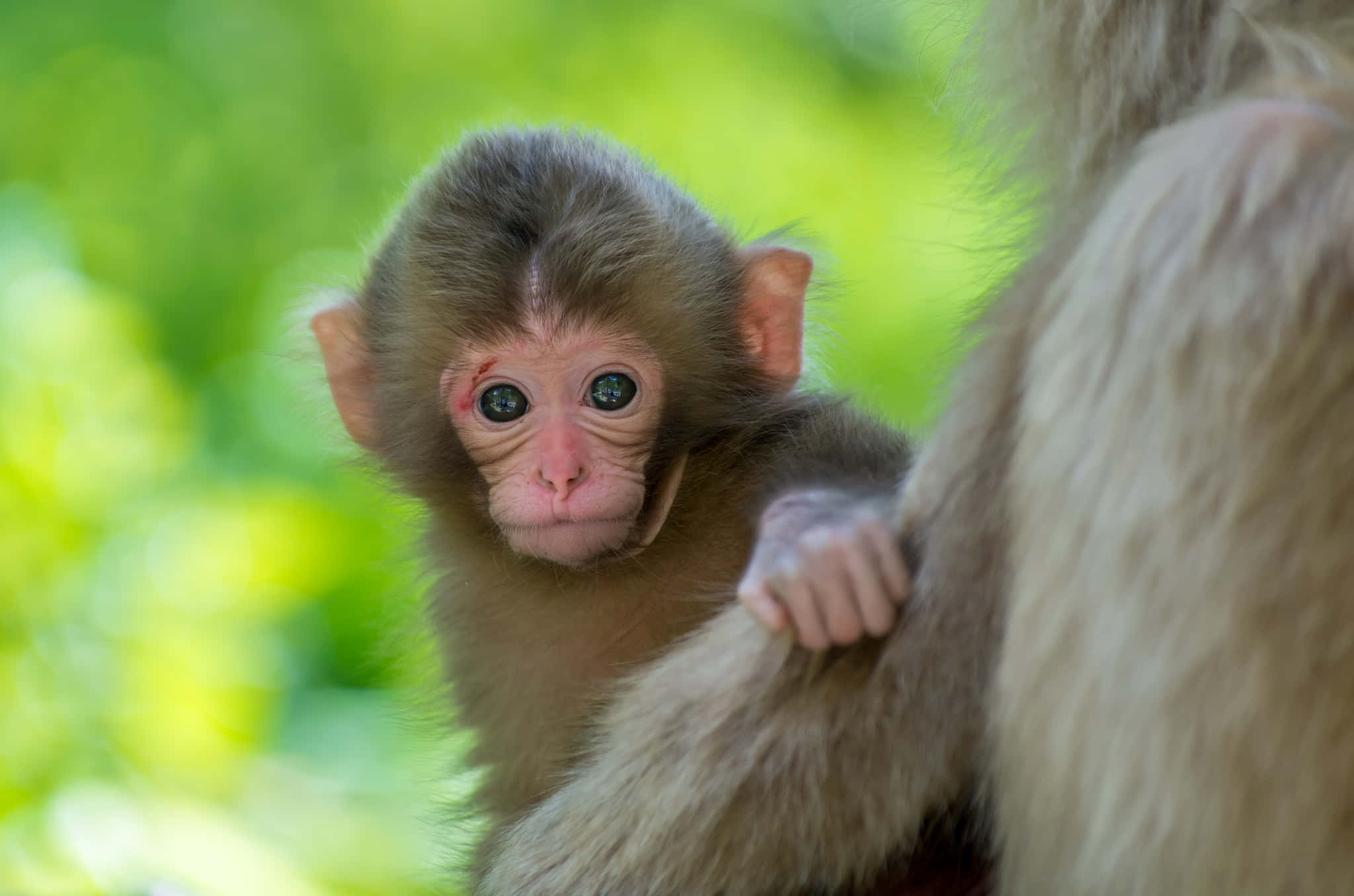 Macaque, infant, mother's fur, Full HD Desktop Wallpaper