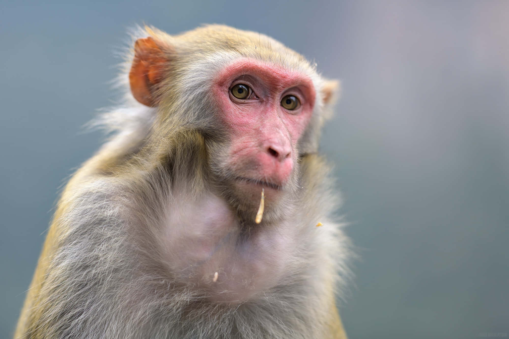 Macaque, pink face, fur, Full HD Desktop Wallpaper