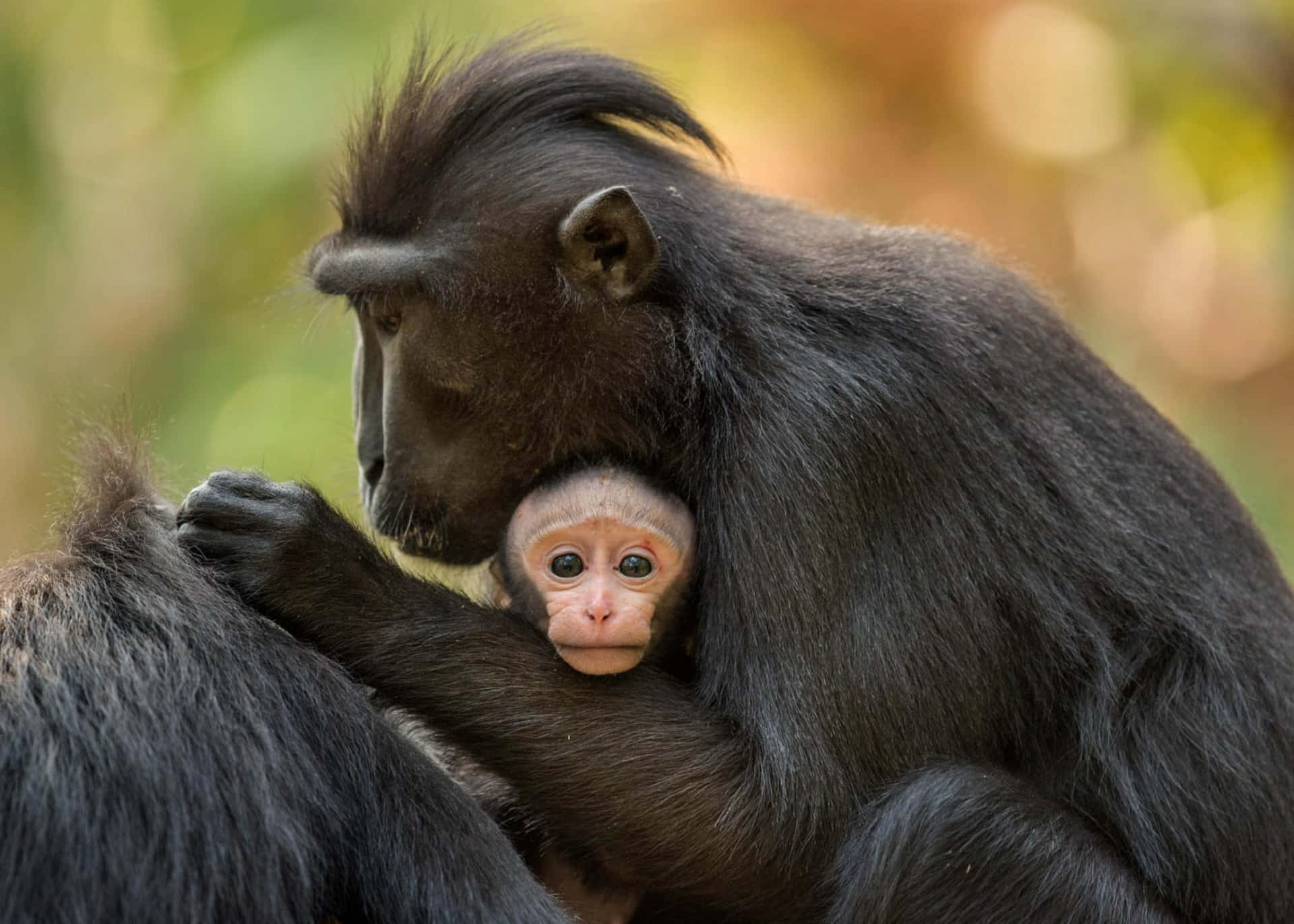 Macaque, mother and infant, soft fur, Full HD Desktop Wallpaper