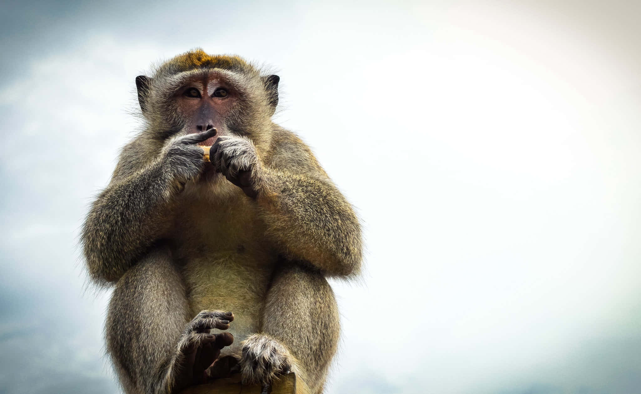 Macaque, cloudy sky, upright, Full HD Desktop Wallpaper