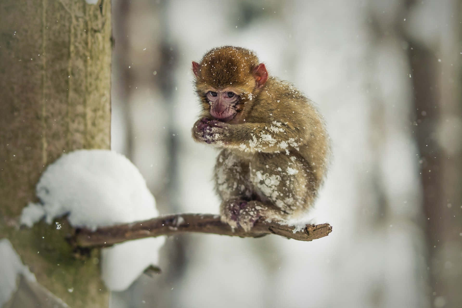 Snowy Macaque, snowy branch, winter forest, Full HD Desktop Wallpaper