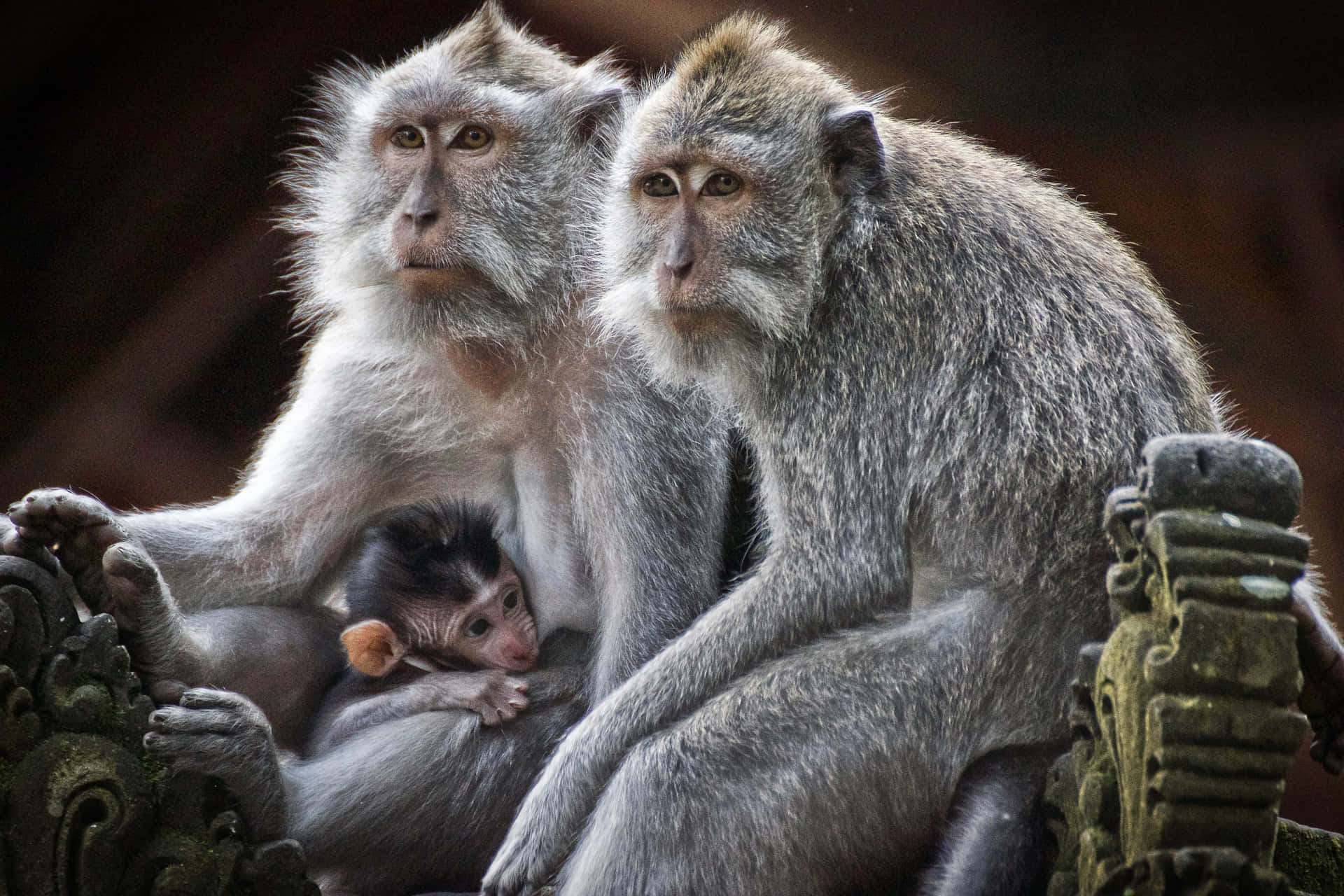 Macaque, family embrace, ornate stone carvings, Full HD Desktop Wallpaper