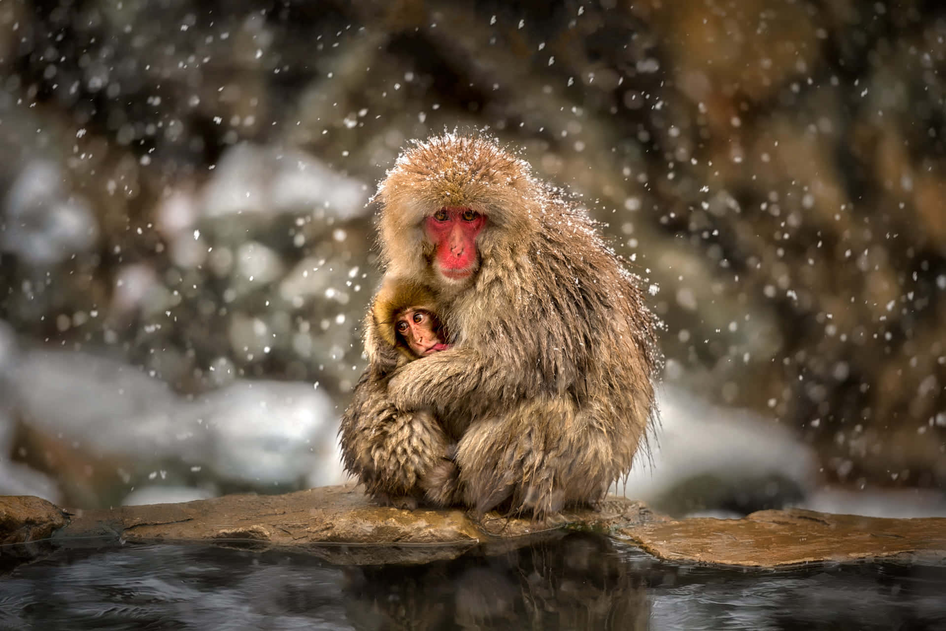 Macaque, snow monkey, hot spring, Full HD Desktop Wallpaper
