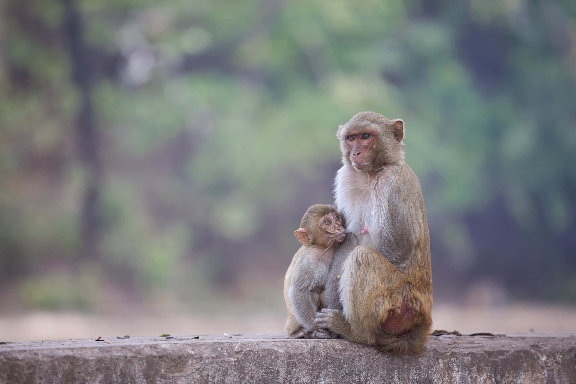 Macaque, mother and infant bonding, stone ledge, Full HD Desktop Wallpaper