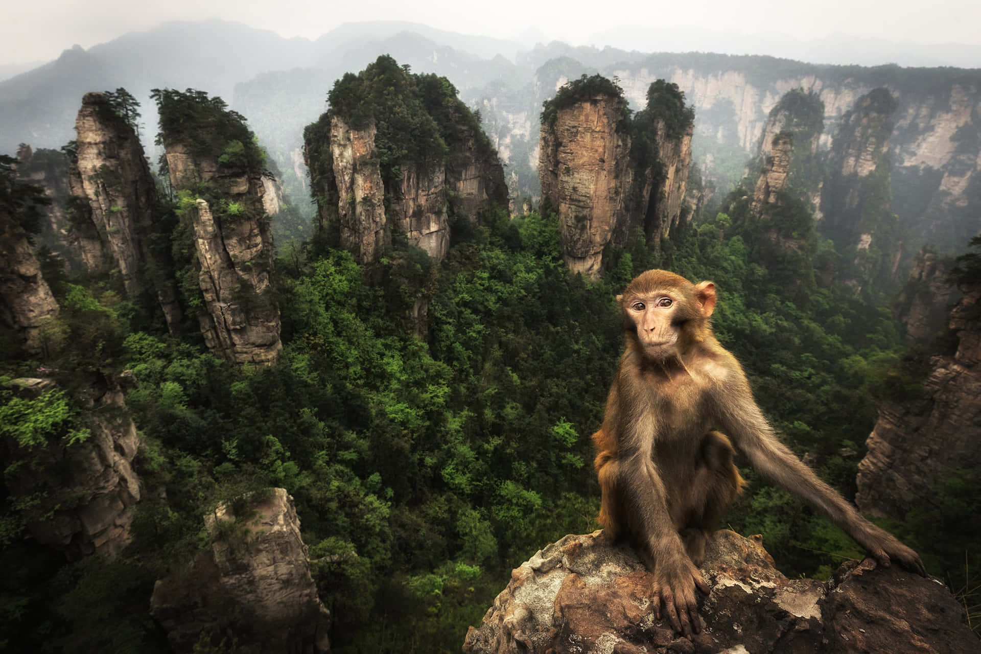 Macaque, mountains, rocky outcrop, Full HD Desktop Wallpaper