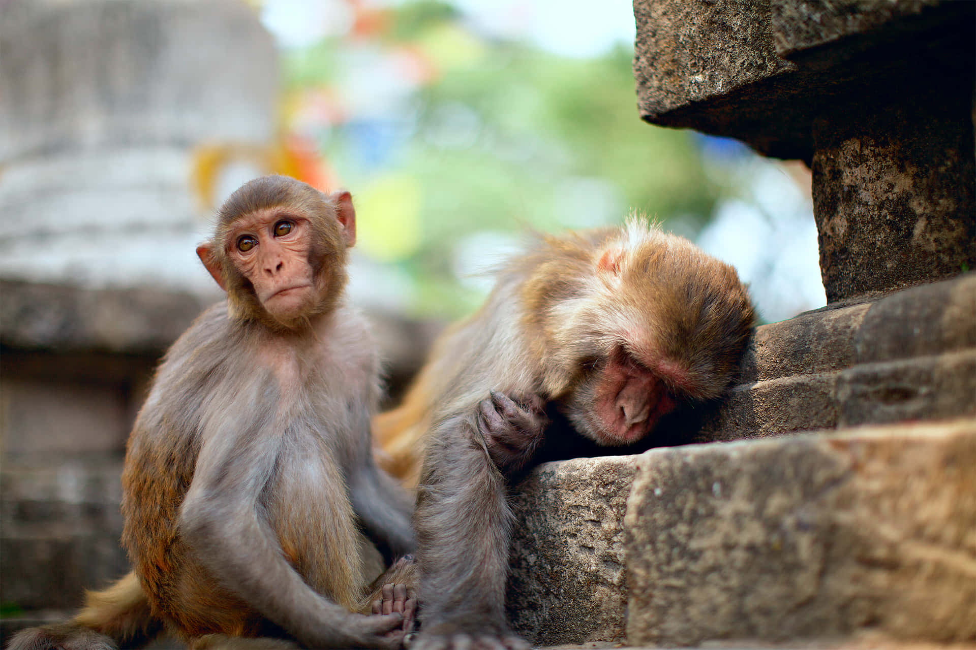 Macaque, stone steps, temple ruins, Full HD Desktop Wallpaper