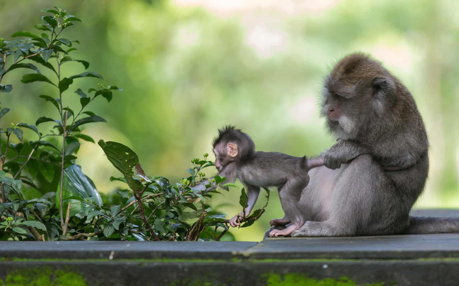 Macaque, mother monkey, infant monkey, Full HD Desktop Wallpaper