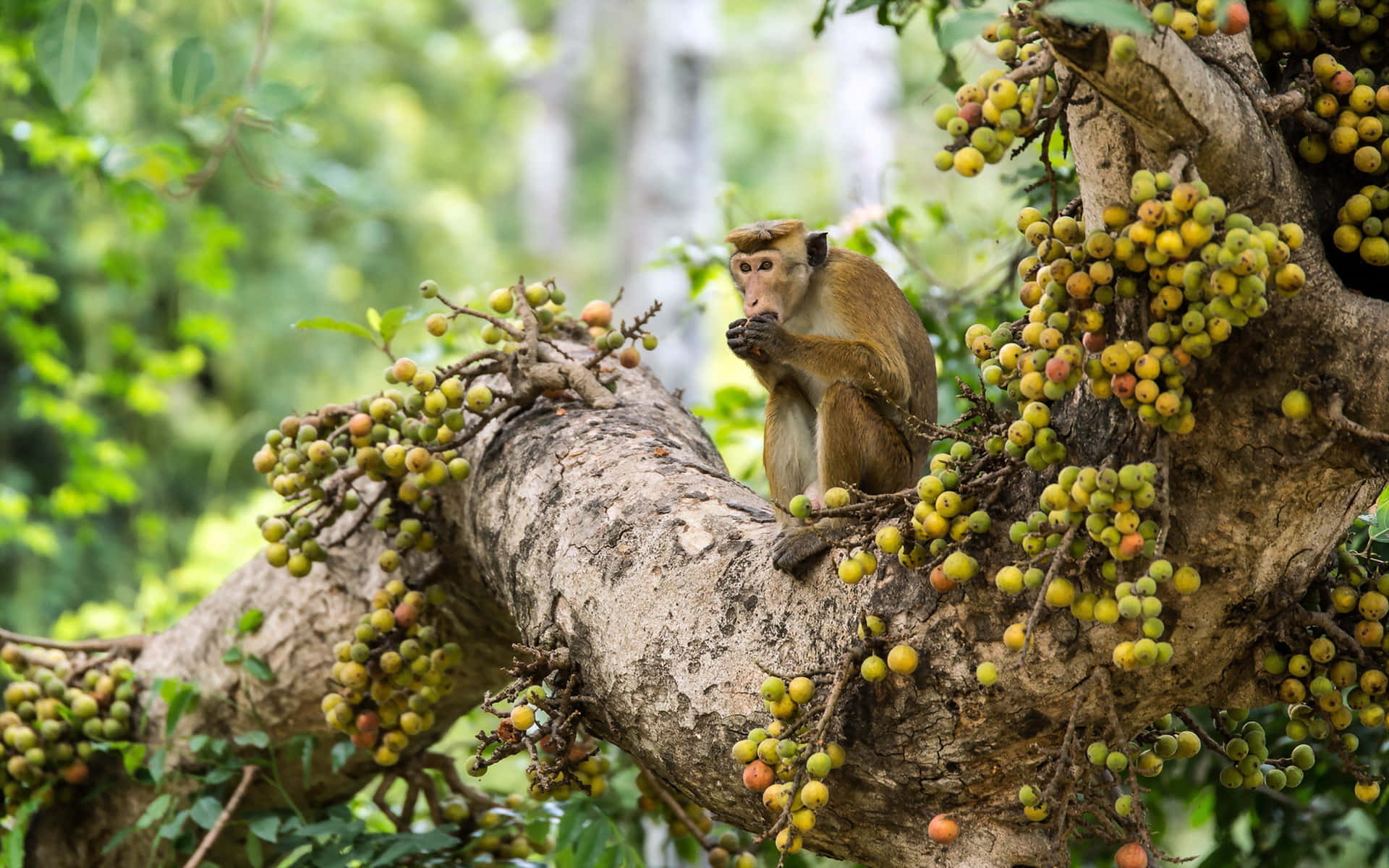 Macaque, fig tree, green fruit, Full HD Desktop Wallpaper