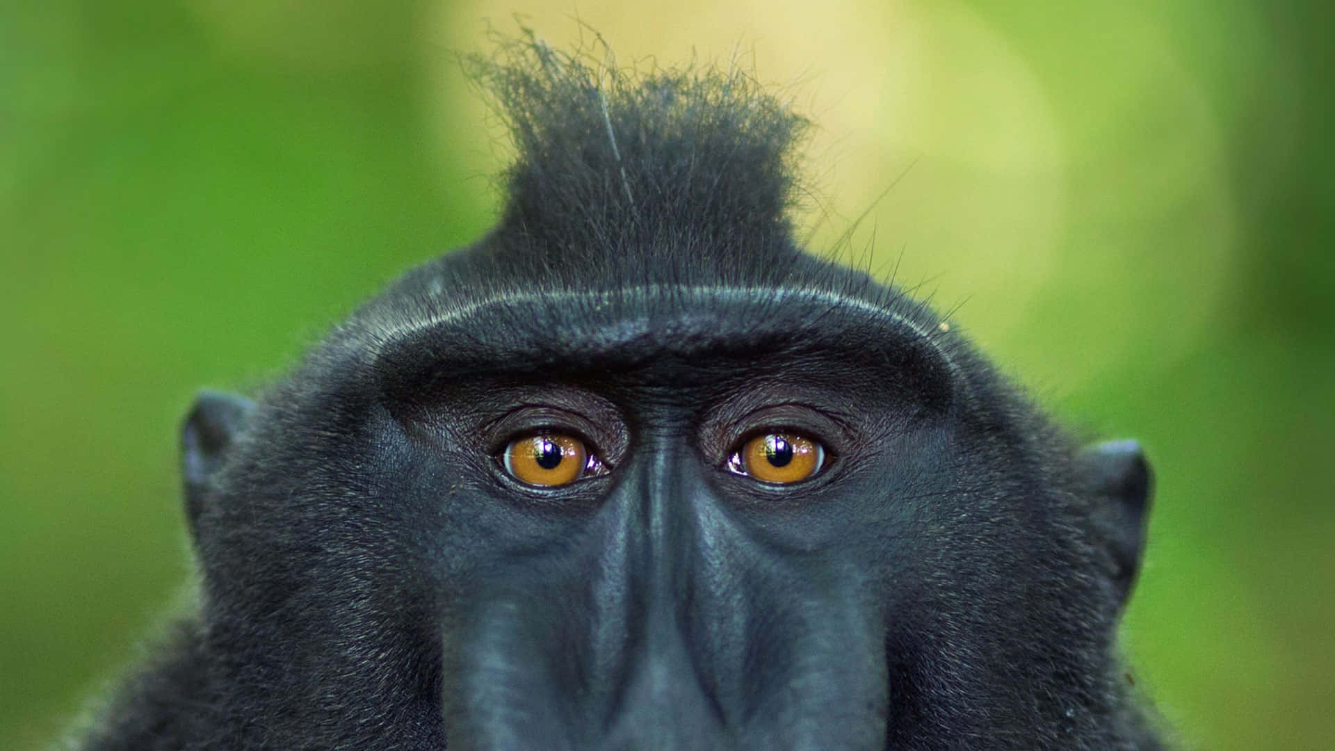 Macaque, black monkey, amber eyes, Full HD Desktop Wallpaper