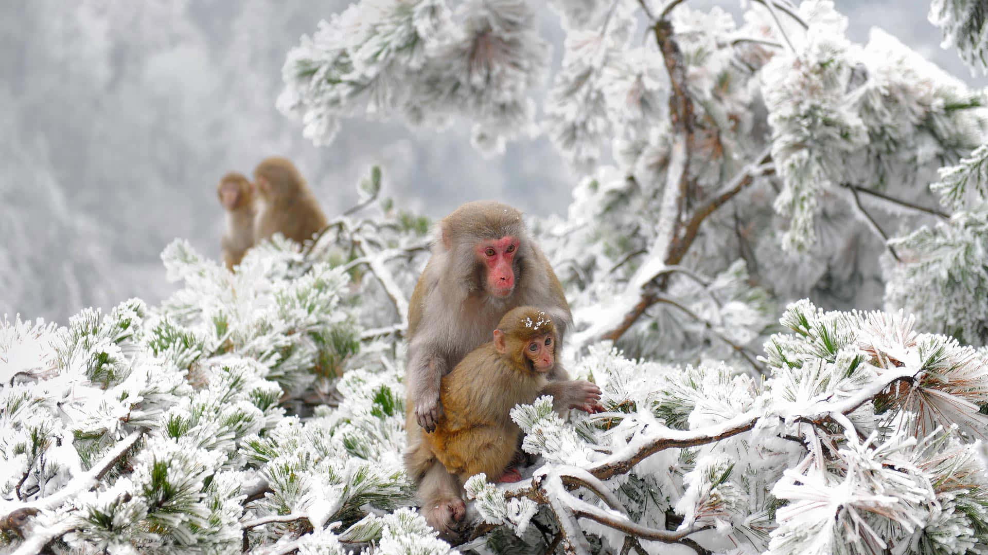 snowy macaque, mother snow monkey, infant, Full HD Desktop Wallpaper