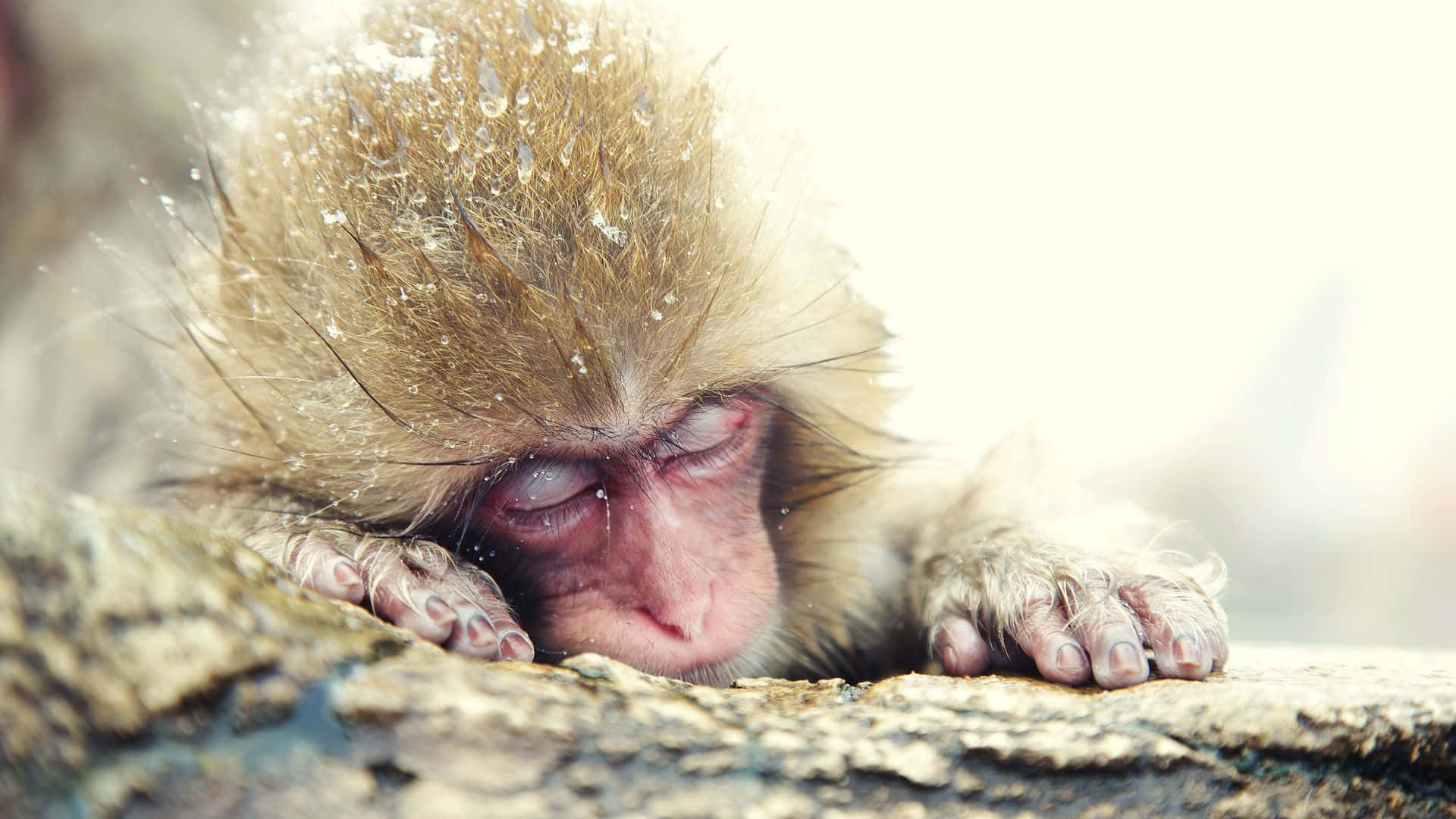 snowy macaque, snow-dusted, rocky surface, Full HD Desktop Wallpaper