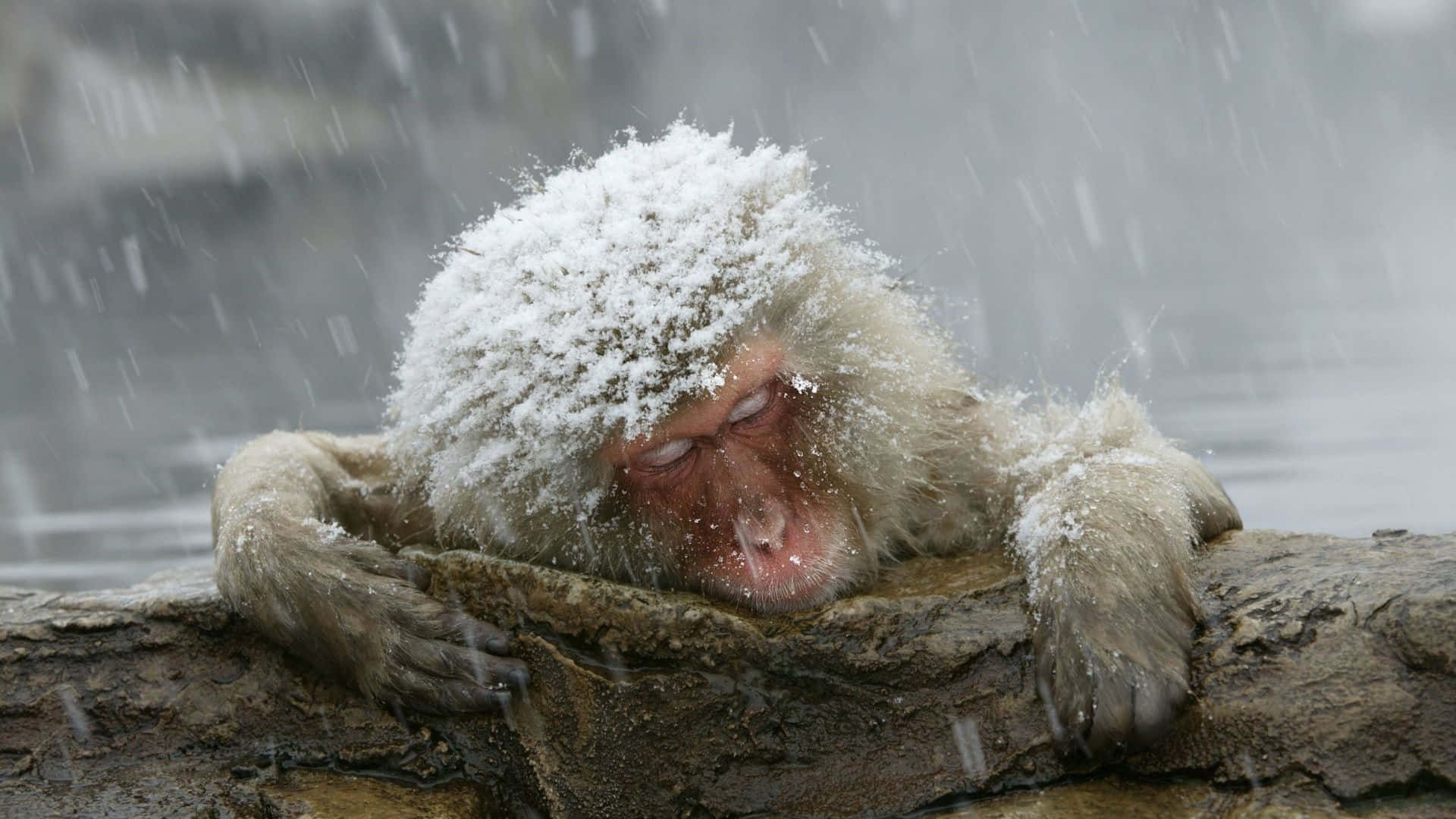 snow-covered monkey, steaming hot spring, snowflakes, Full HD Desktop Wallpaper