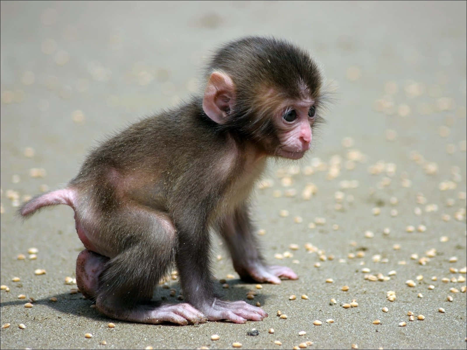 baby macaque, sand, scattered seeds, HD Desktop Wallpaper