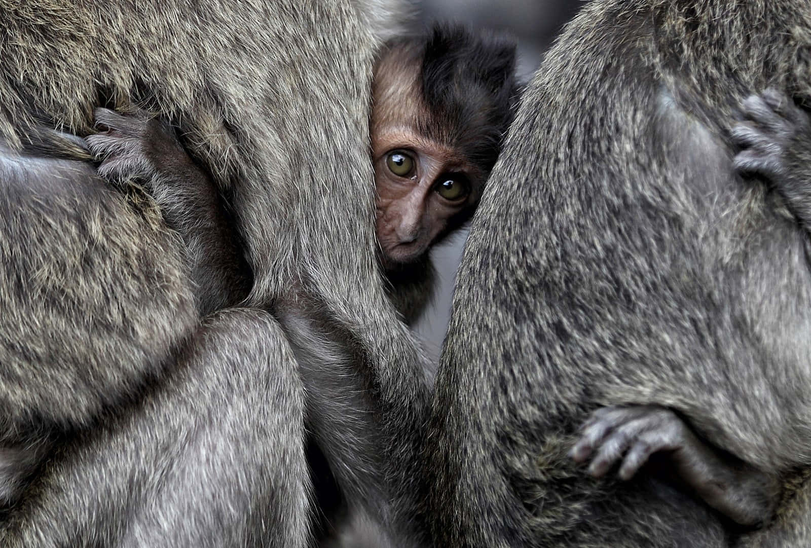 Macaque, infant, peaking through adults, HD Desktop Wallpaper
