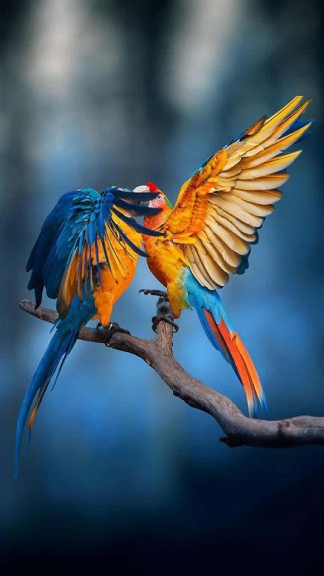 Macaw, blue and orange feathers, wings spread, Full HD Phone Wallpaper