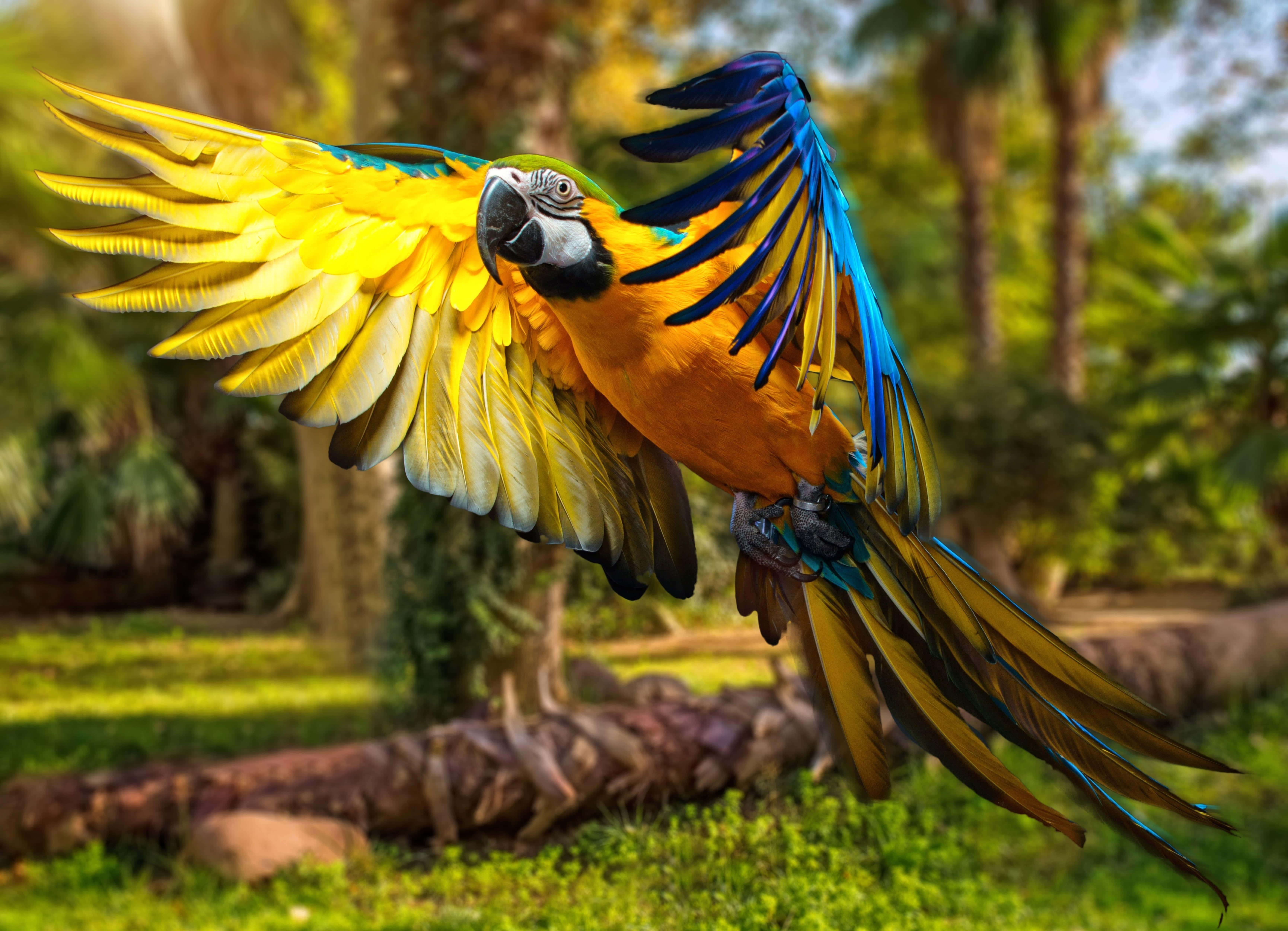 vibrant blue-and-yellow macaw, sunlit jungle, lush green foliage, 5K Desktop Wallpaper