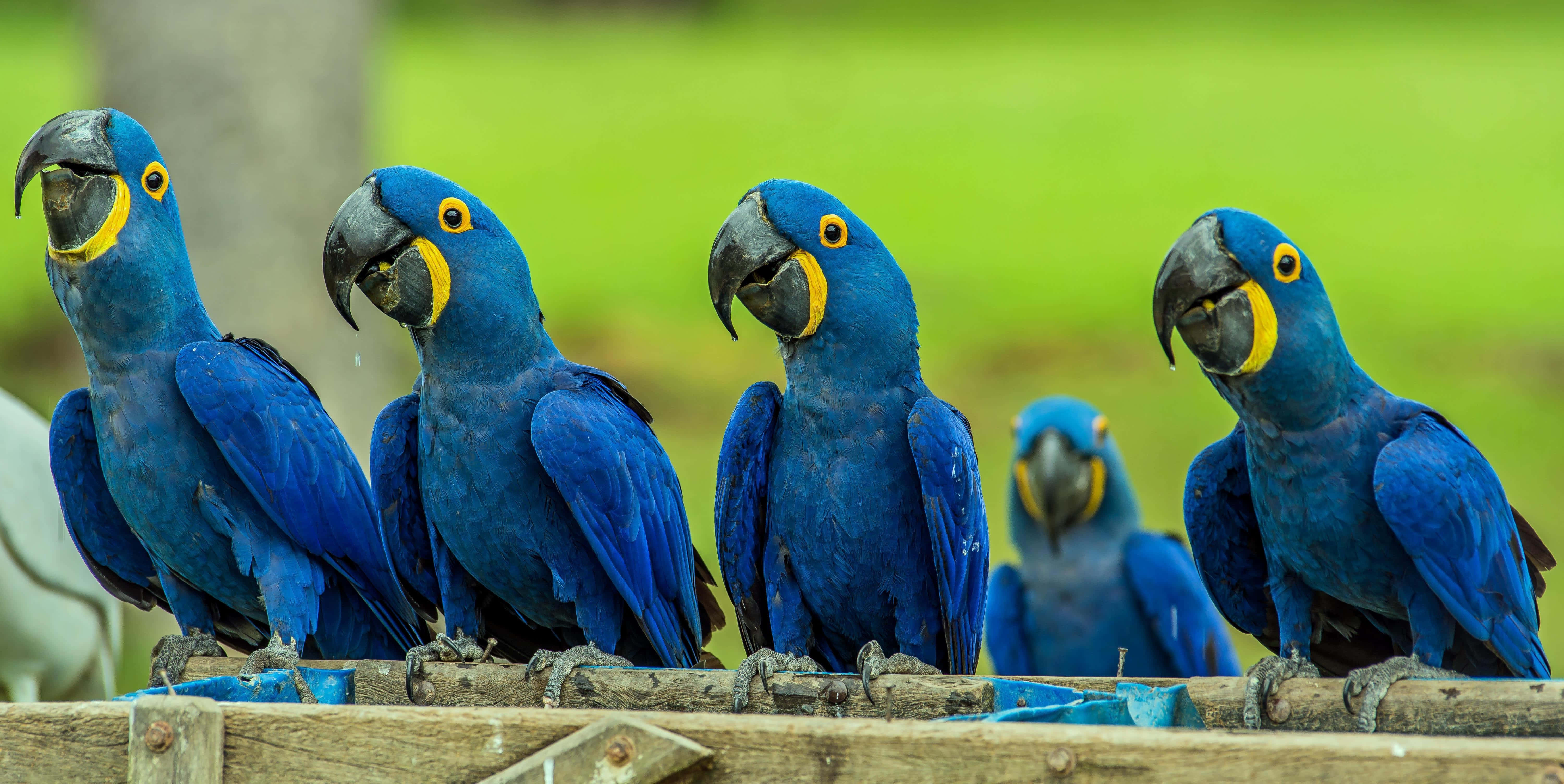 blue macaws, yellow facial patches, wooden railing, 5K Desktop Wallpaper