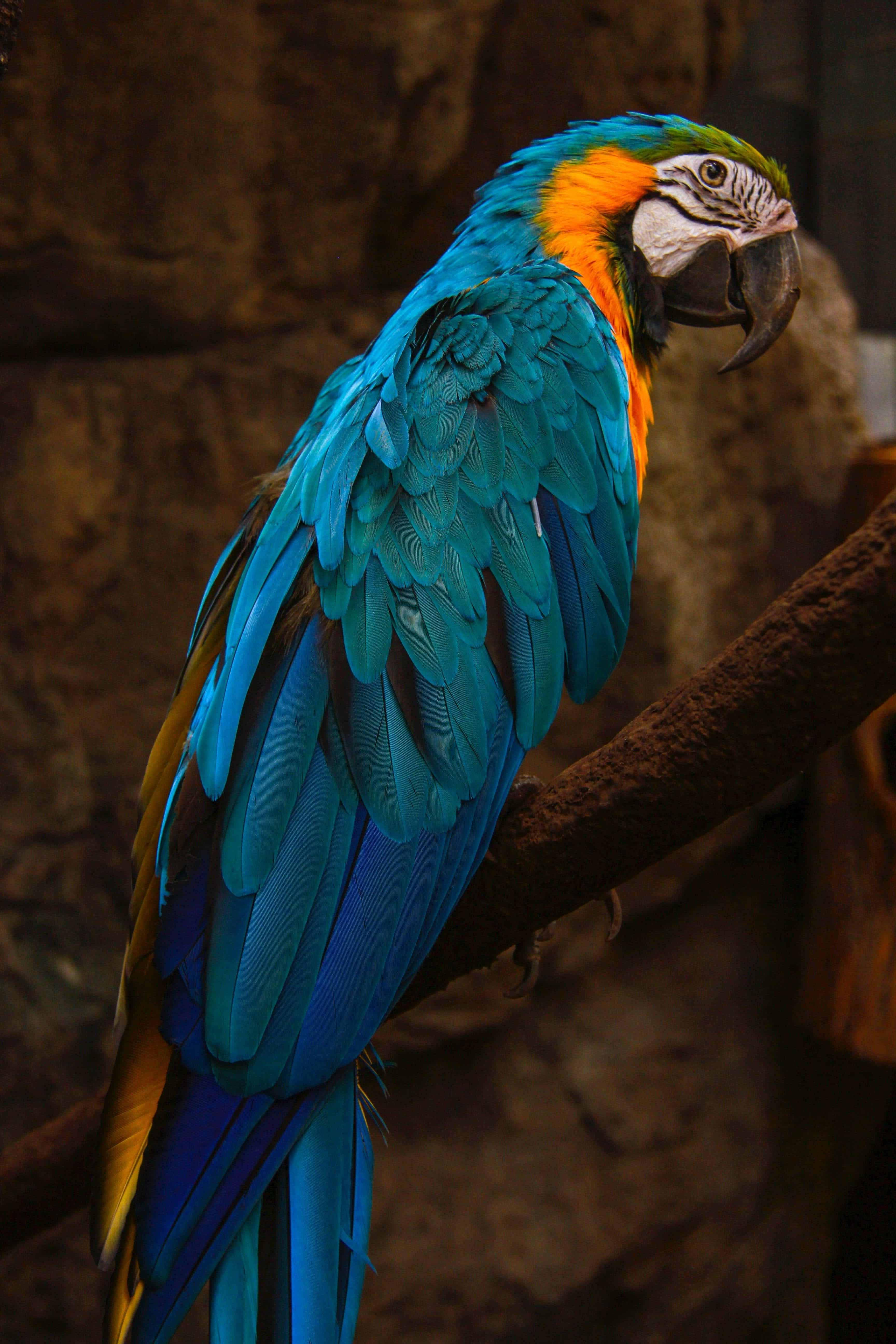vibrant blue-and-yellow macaw, branch, textured stone wall, 5K Phone Wallpaper