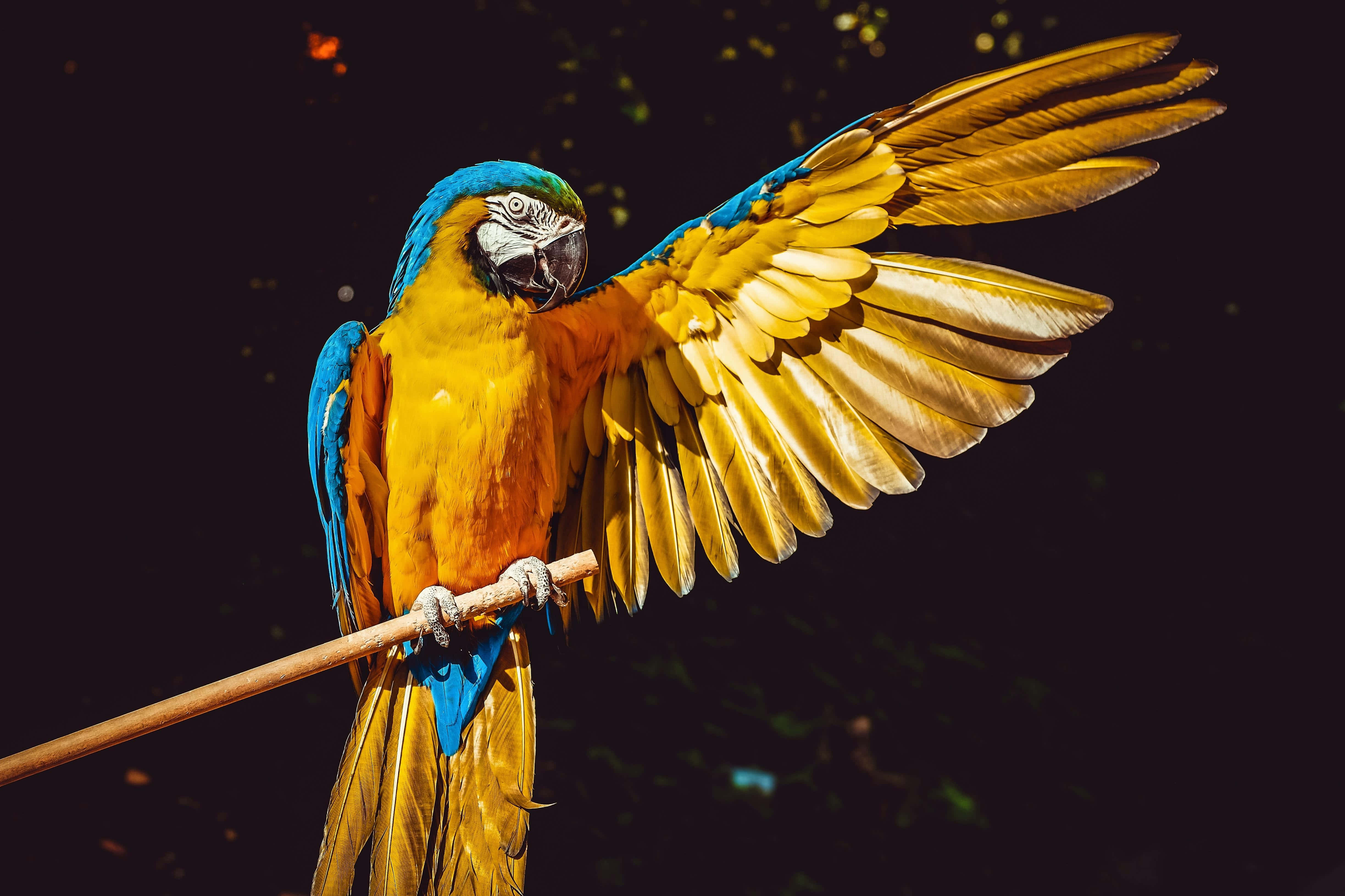 blue and yellow macaw, wing spread wide, branch, 4K Desktop Wallpaper