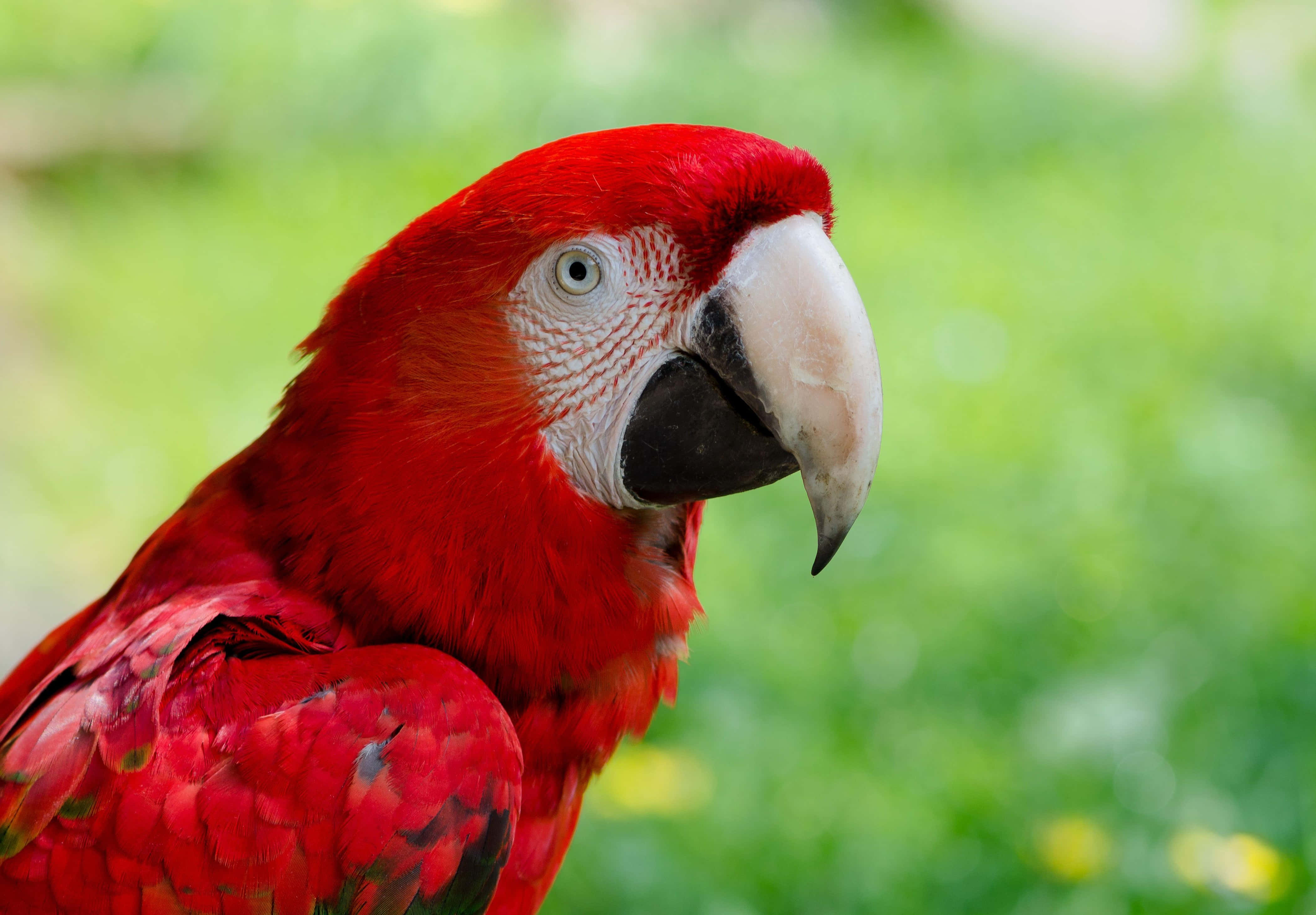 vibrant red macaw, sharp white beak, piercing blue eye, 4K Desktop Wallpaper