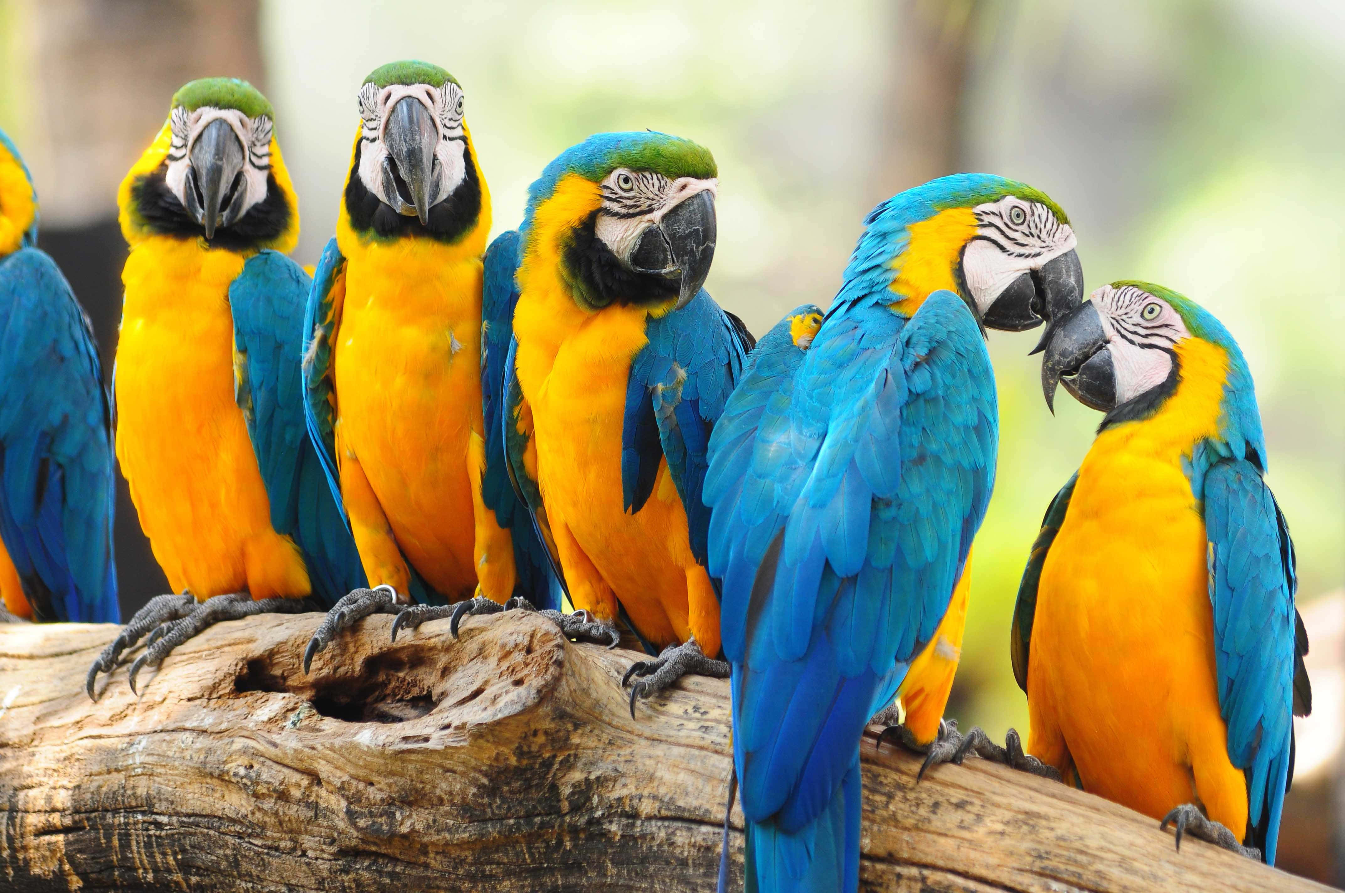 vibrant blue and yellow macaws, weathered log, sunlit natural setting, 4K Desktop Wallpaper