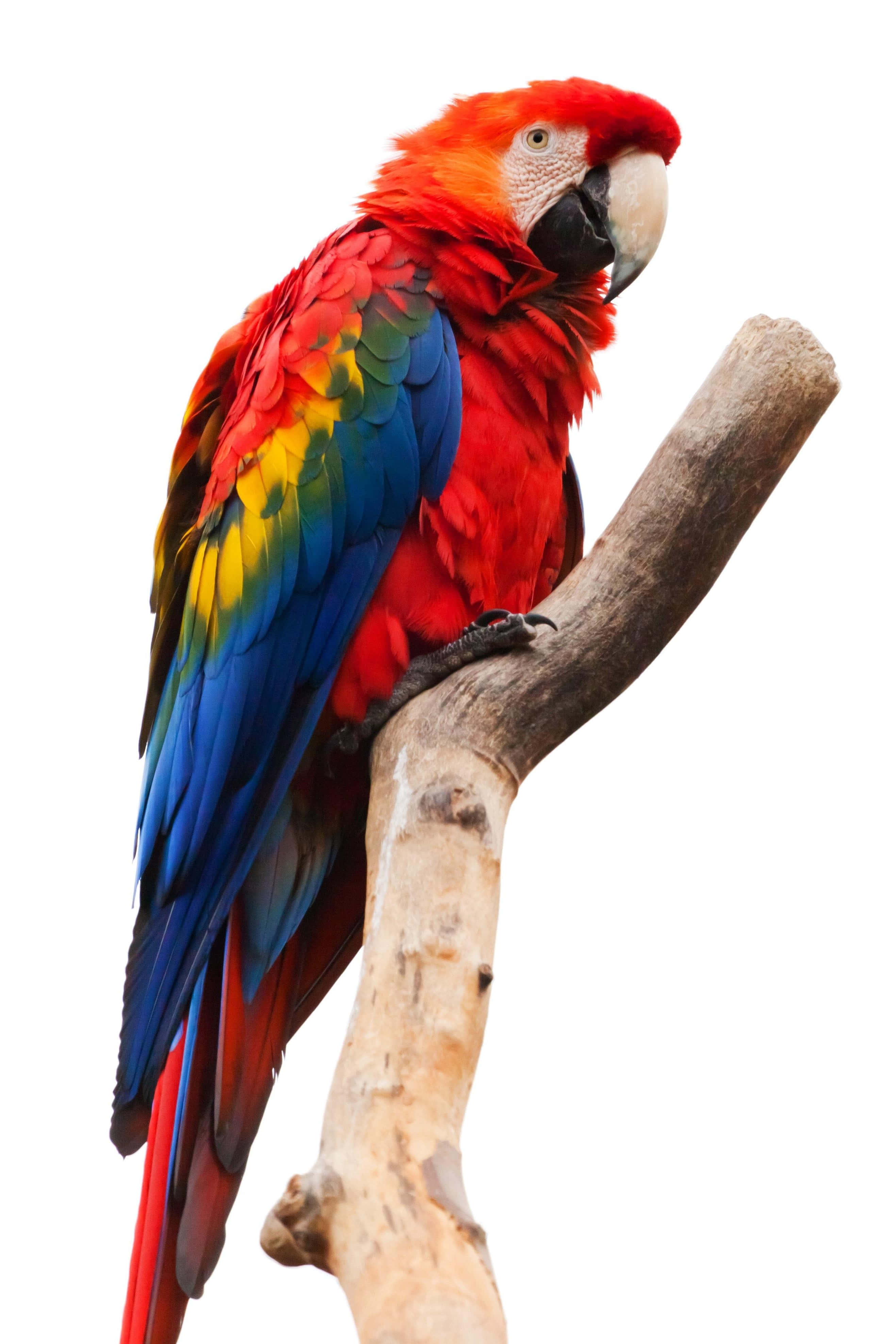 colorful macaw, red blue and yellow macaw, weathered branch, 4K Phone Wallpaper