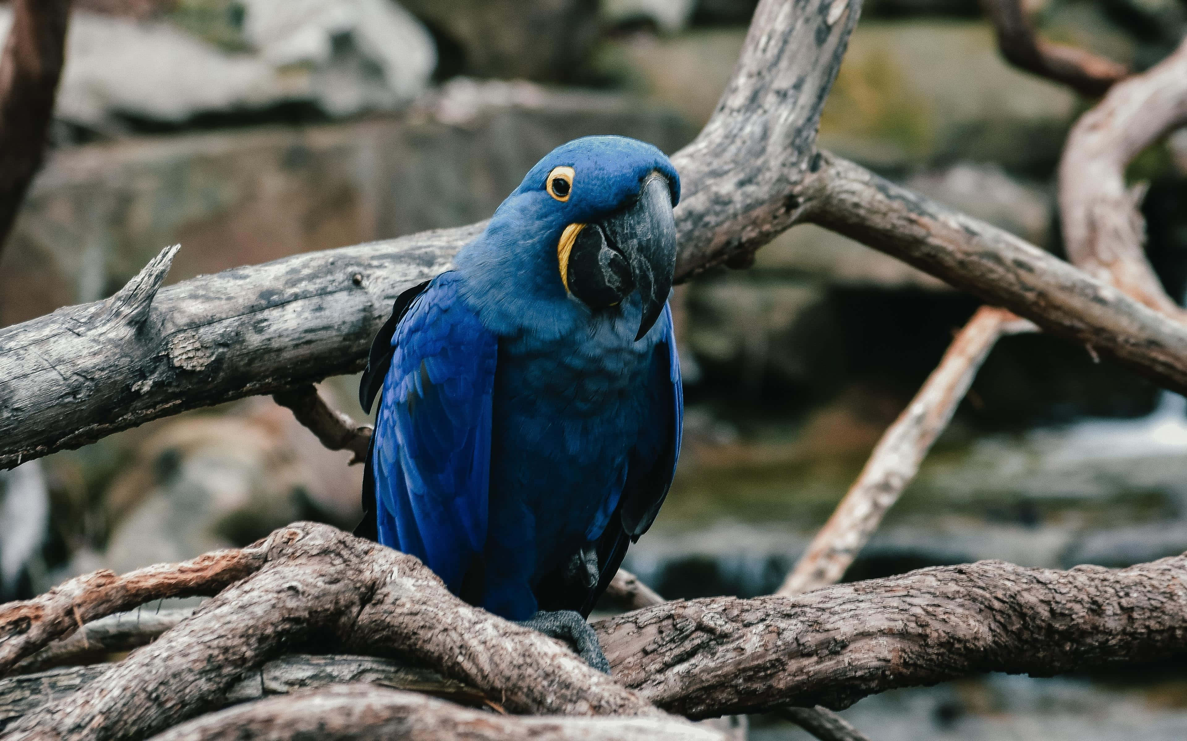 Blue Macaw, weathered tree branches, blurred natural background, 4K Desktop Wallpaper