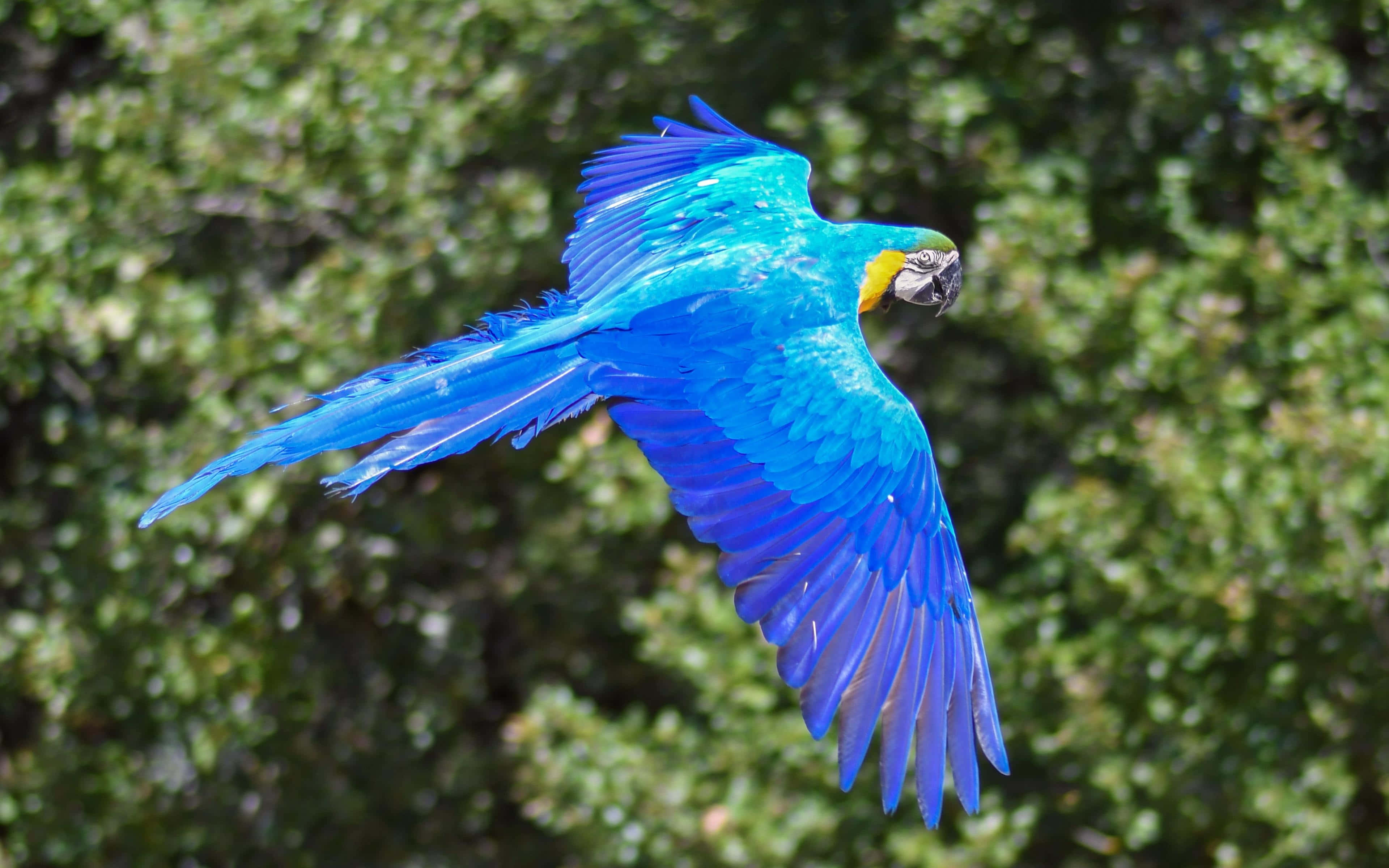 blue macaw, blue-and-yellow macaw, lush green forest canopy, 4K Desktop Wallpaper