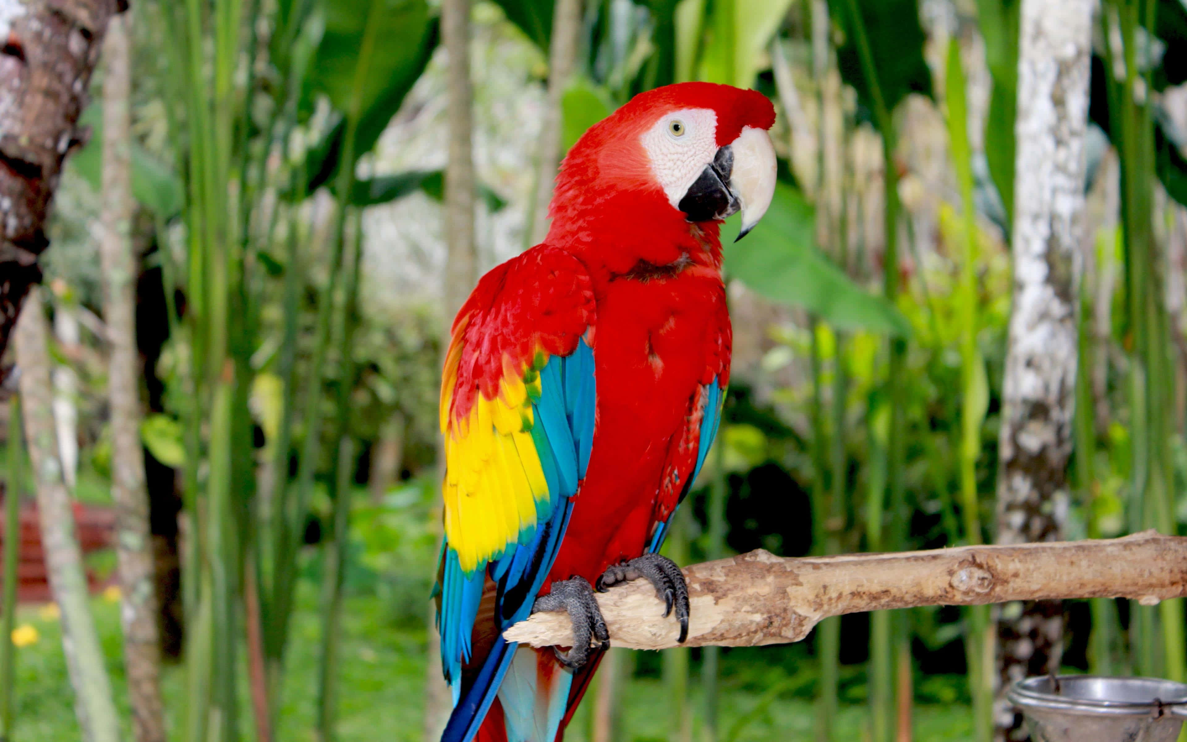 vibrant red macaw, blue and yellow wings, branch, 4K Desktop Wallpaper