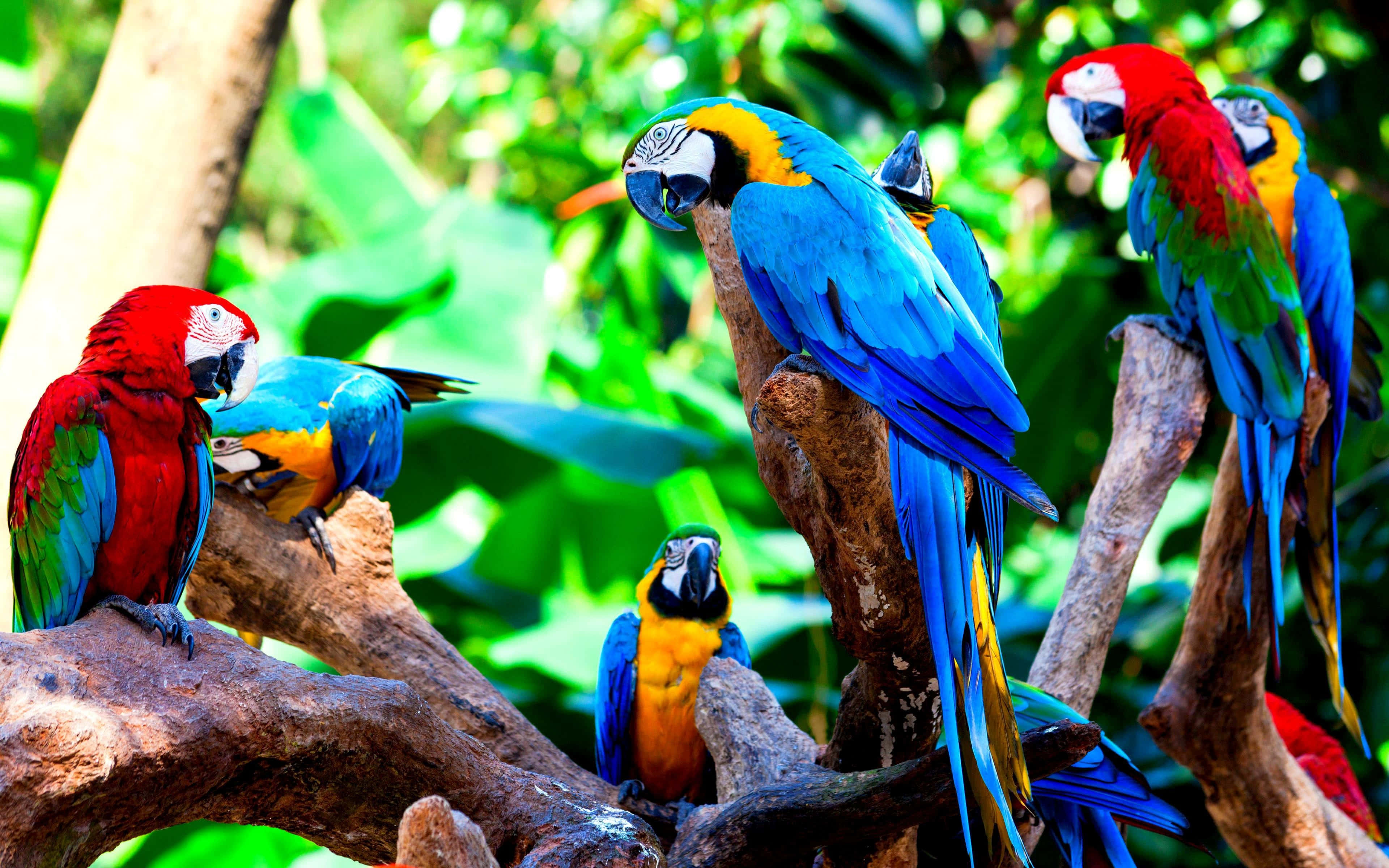 colorful macaws, blue red and yellow feathers, tropical setting, 4K Desktop Wallpaper