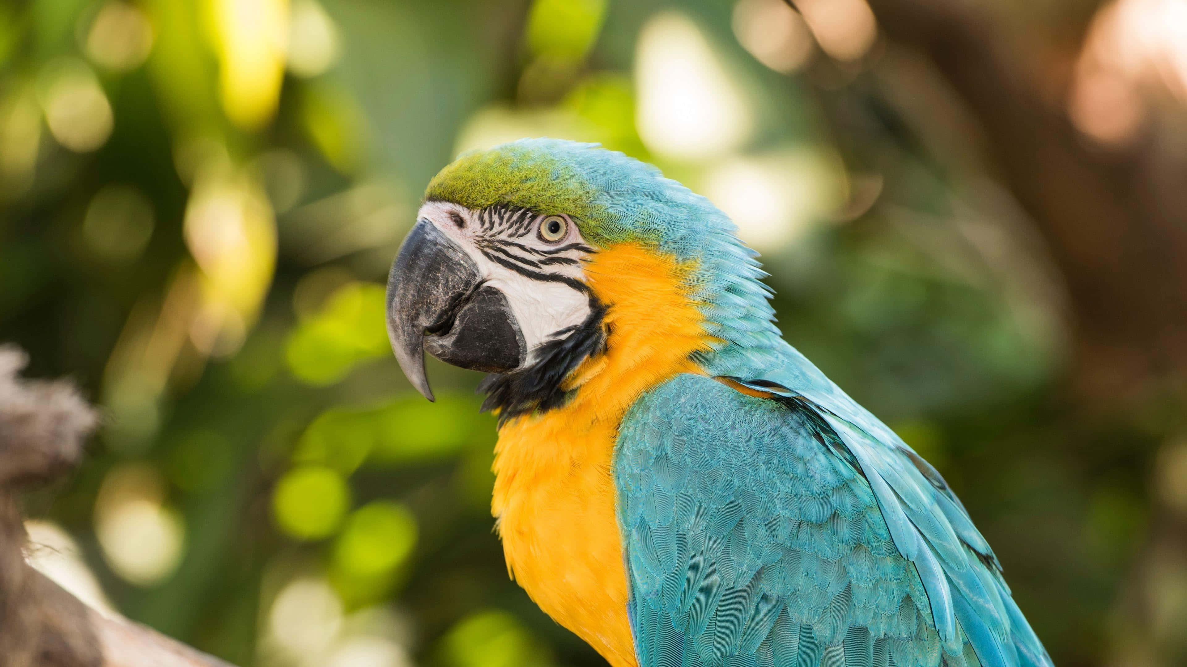 blue-and-yellow macaw, soft-focus green foliage, black beak, 4K Desktop Wallpaper