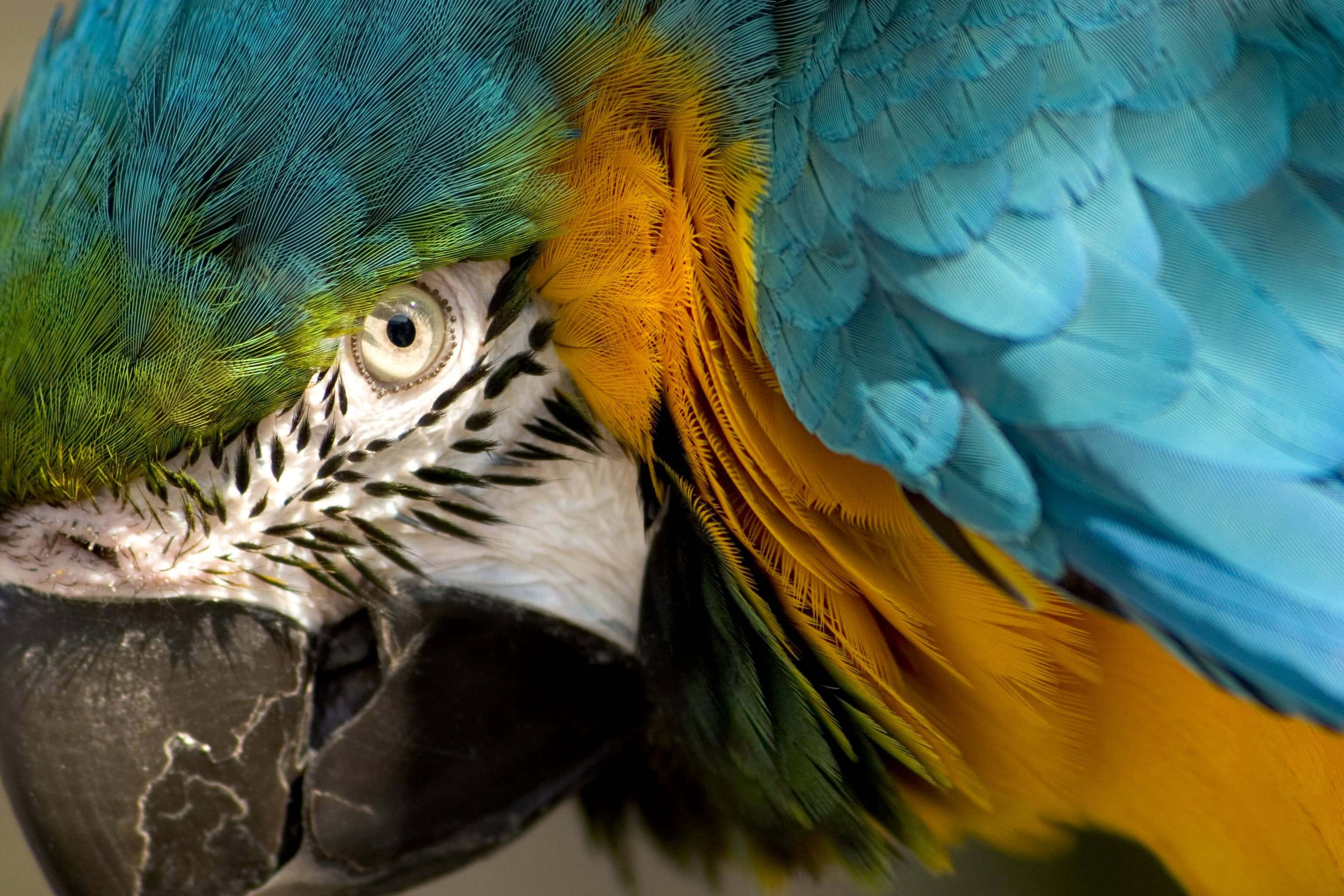 blue-and-yellow macaw, vivid feathers, intense eye detail, 2K Desktop Wallpaper