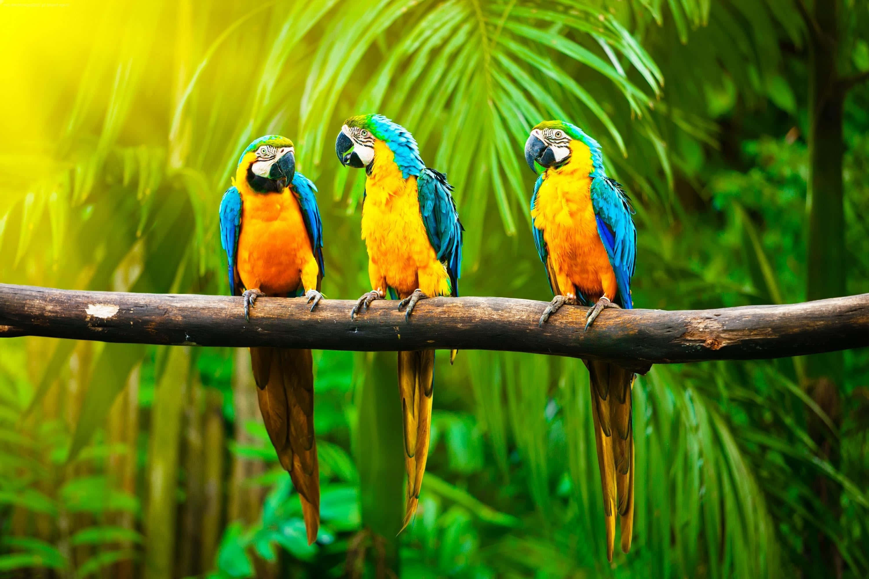 blue-and-yellow macaws, jungle, thick branch, 2K Desktop Wallpaper
