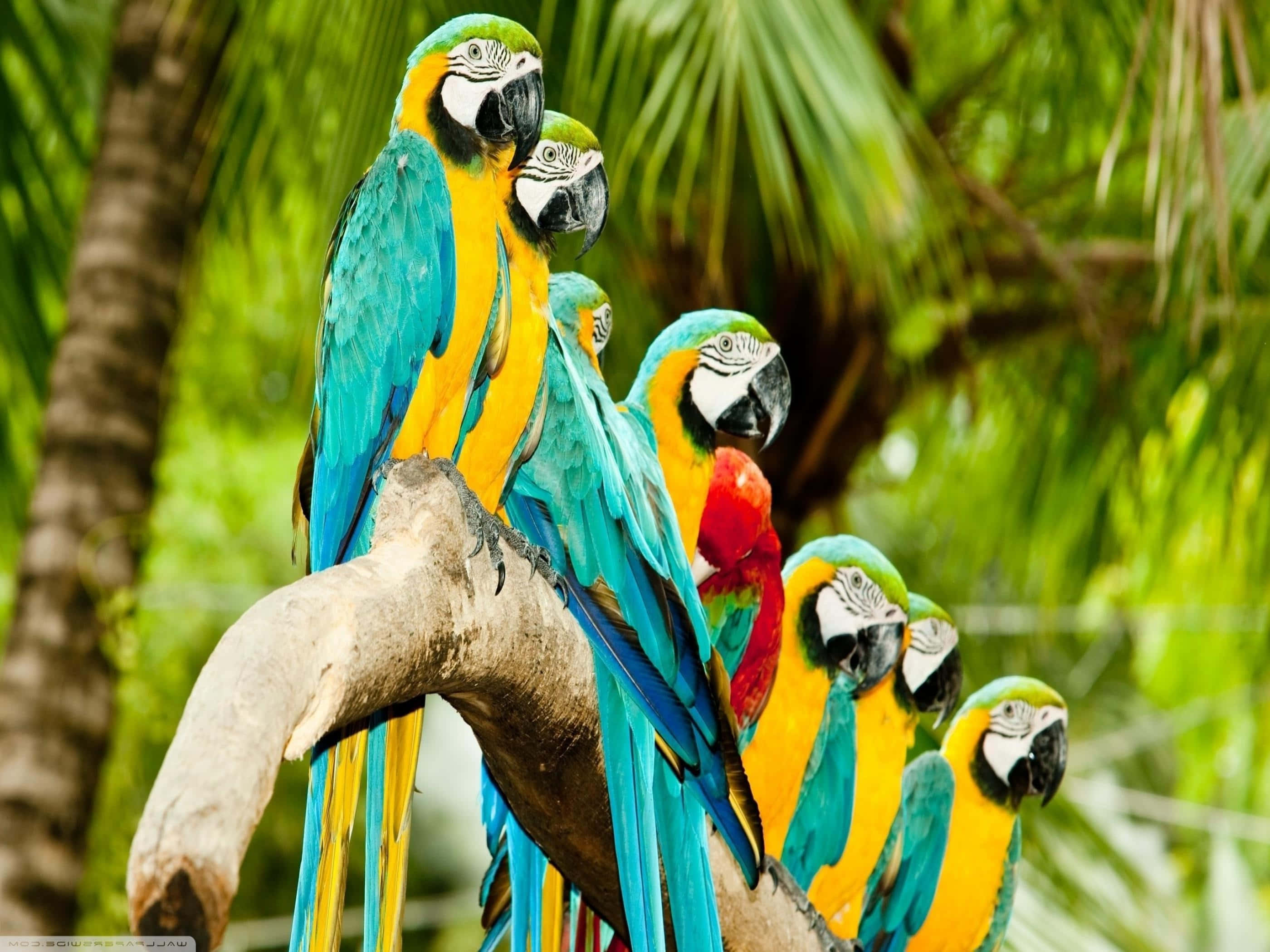 colorful macaws, blue and yellow macaws, weathered branch, 2K Desktop Wallpaper