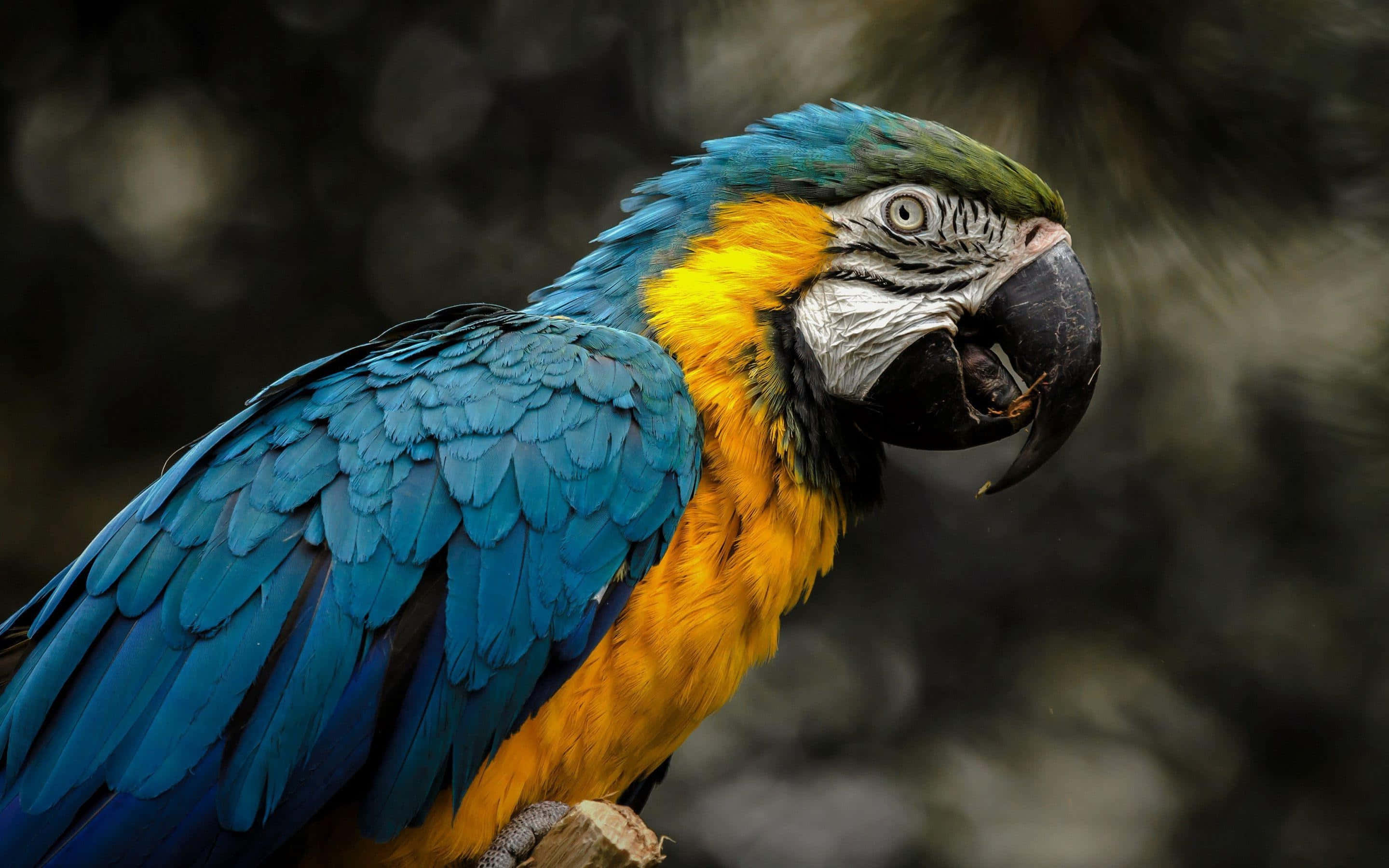 blue and yellow macaw, vibrant, intense gaze, 2K Desktop Wallpaper